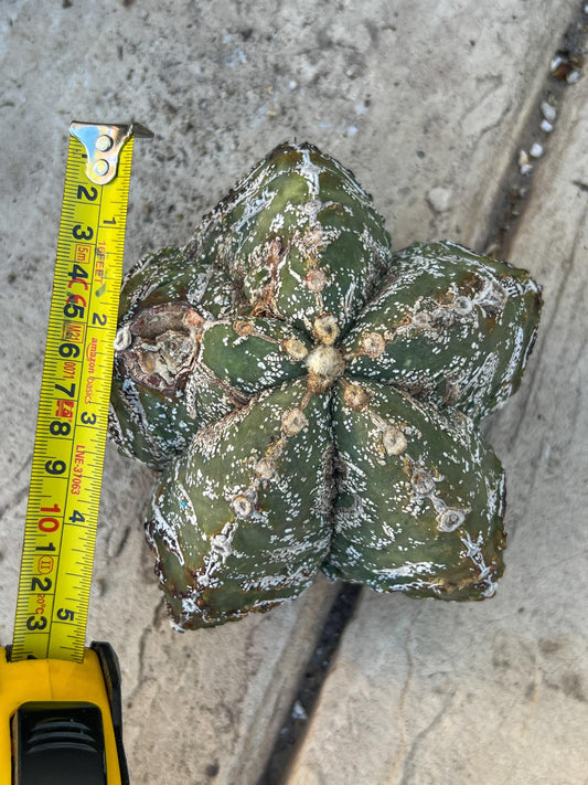 Astrophytum XL (Blue) | Imported Cactus