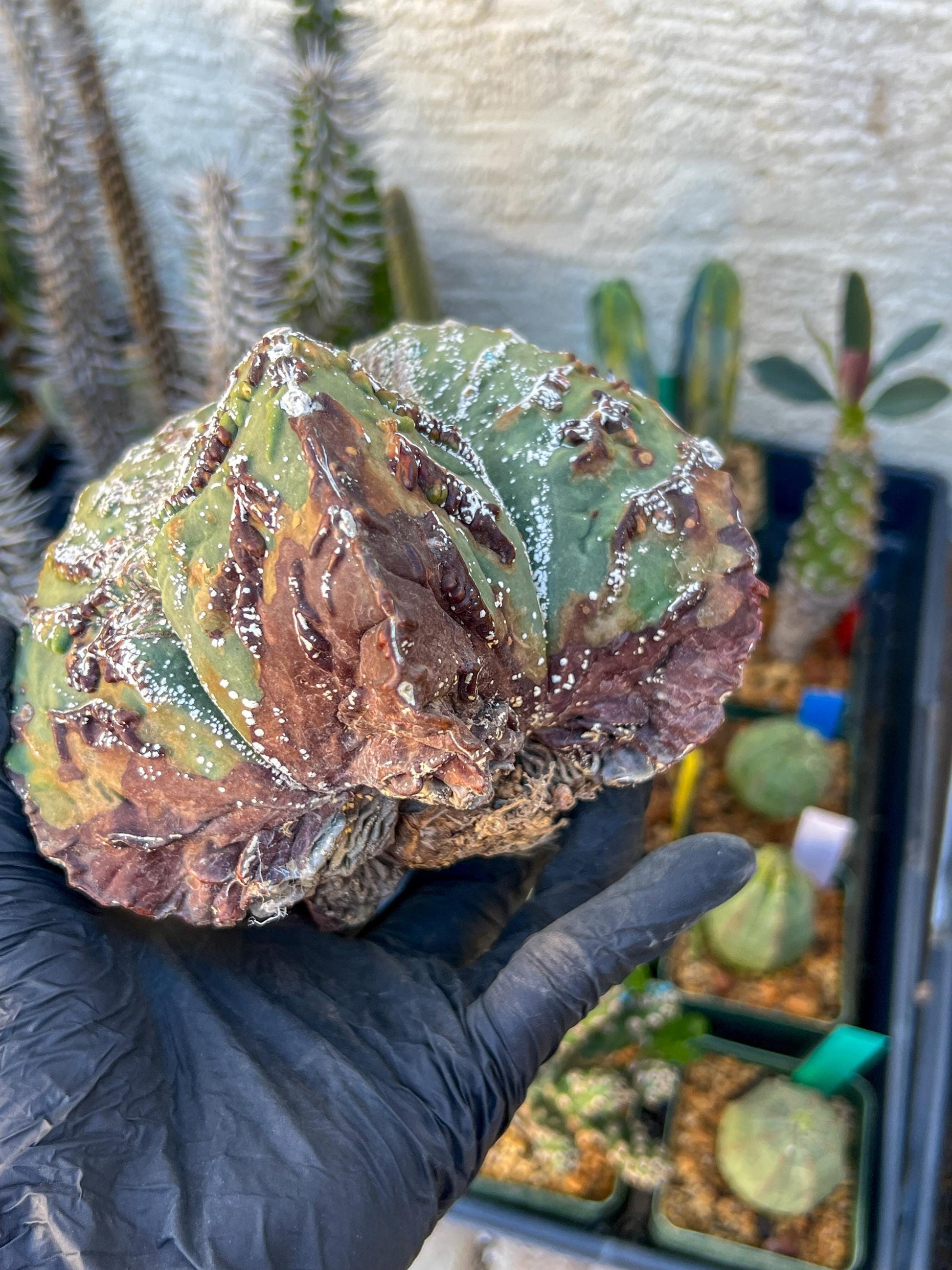Astrophytum XL (Blue) | Imported Cactus