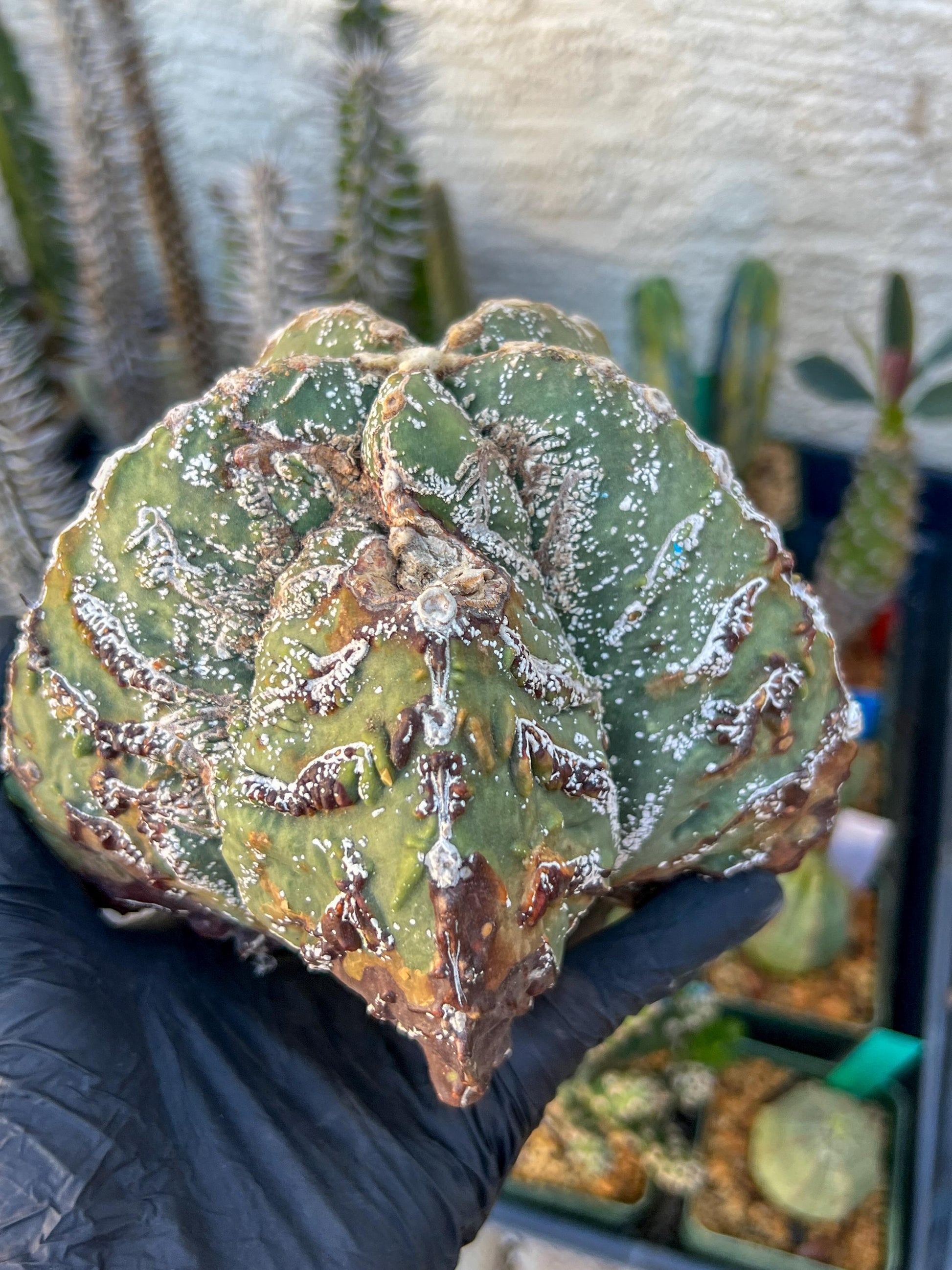 Astrophytum XL (Blue) | Imported Cactus