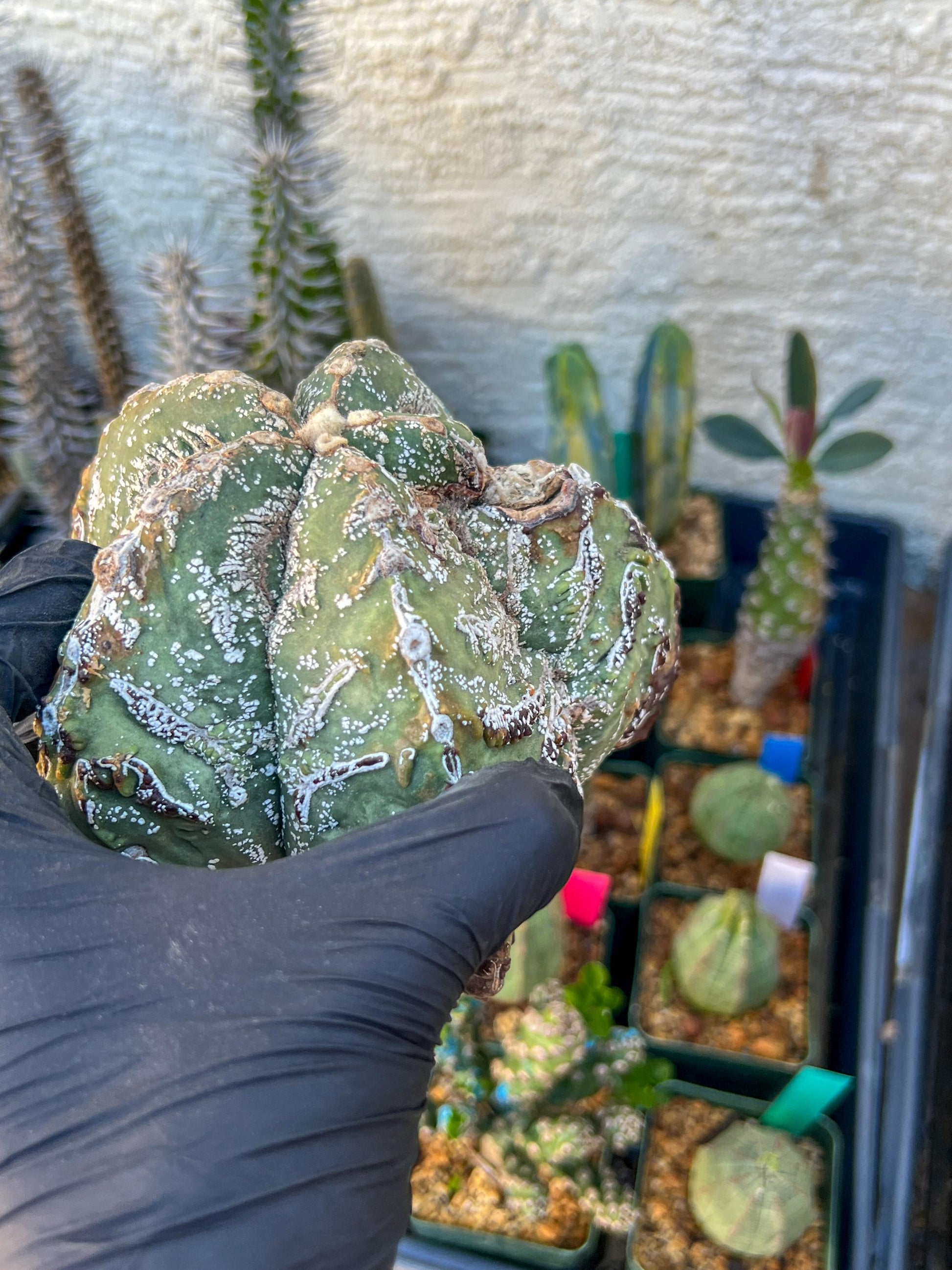 Astrophytum XL (Blue) | Imported Cactus