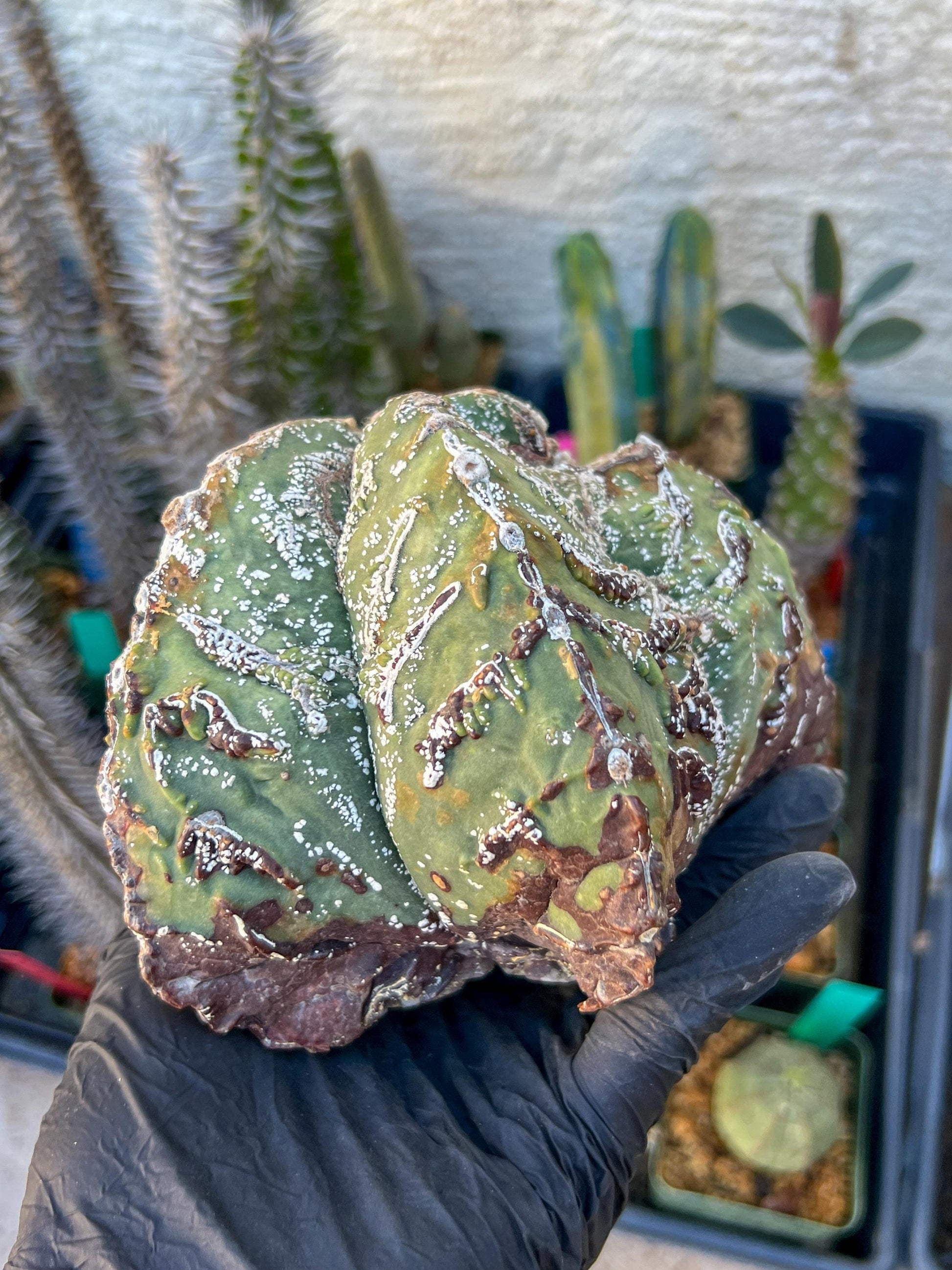 Astrophytum XL (Blue) | Imported Cactus