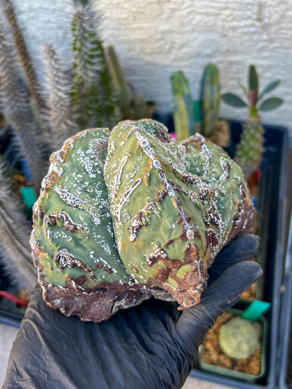 Astrophytum XL (Blue) | Imported Cactus