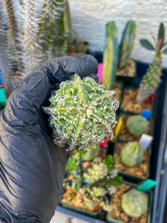 Astrophytum XL | Imported Cactus