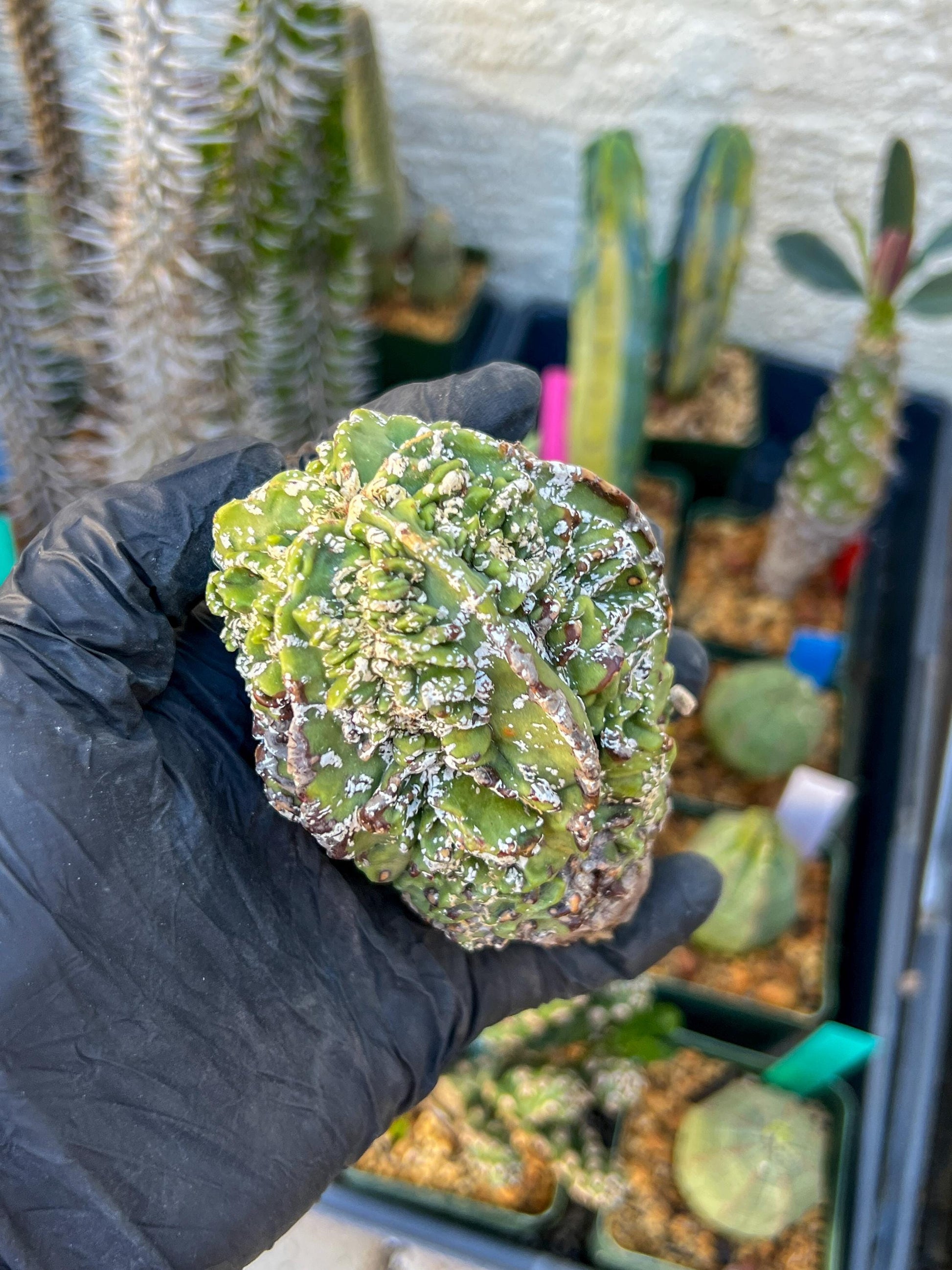 Astrophytum XL | Imported Cactus