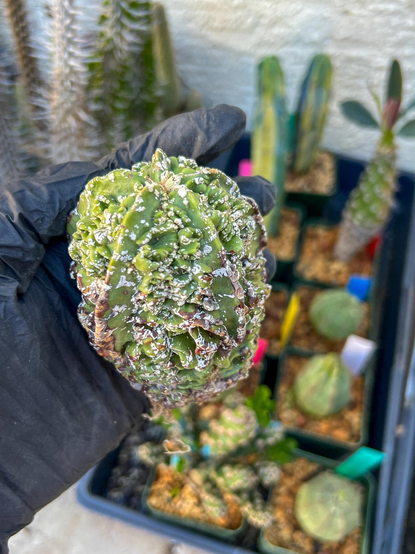 Astrophytum XL | Imported Cactus