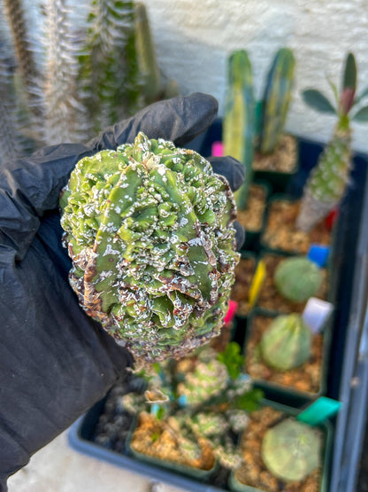 Astrophytum XL | Imported Cactus