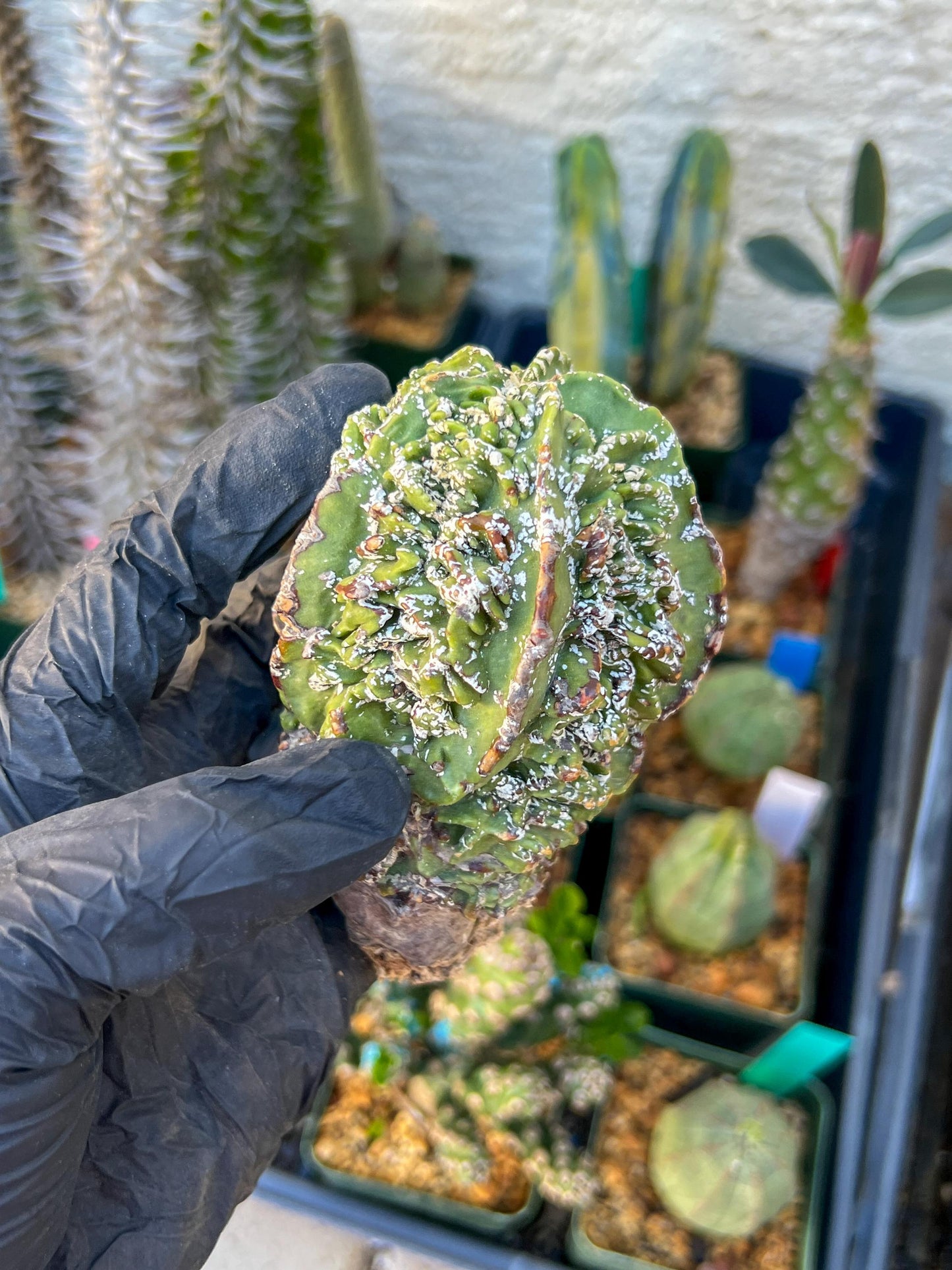 Astrophytum XL | Imported Cactus