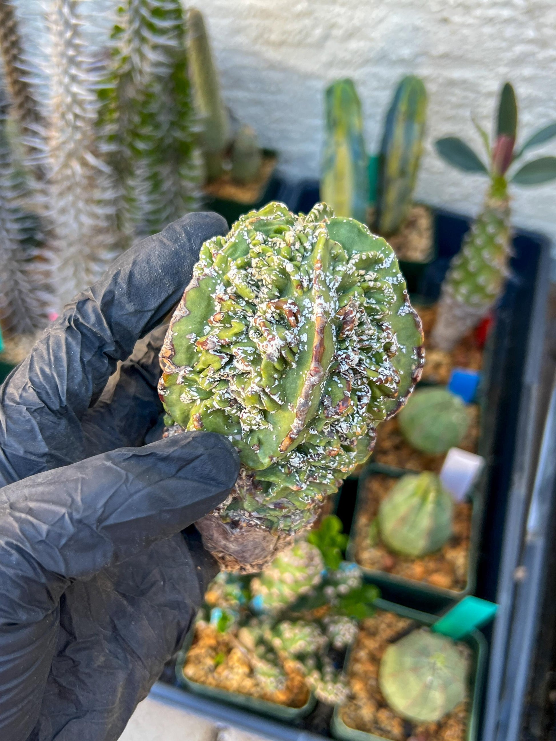 Astrophytum XL | Imported Cactus