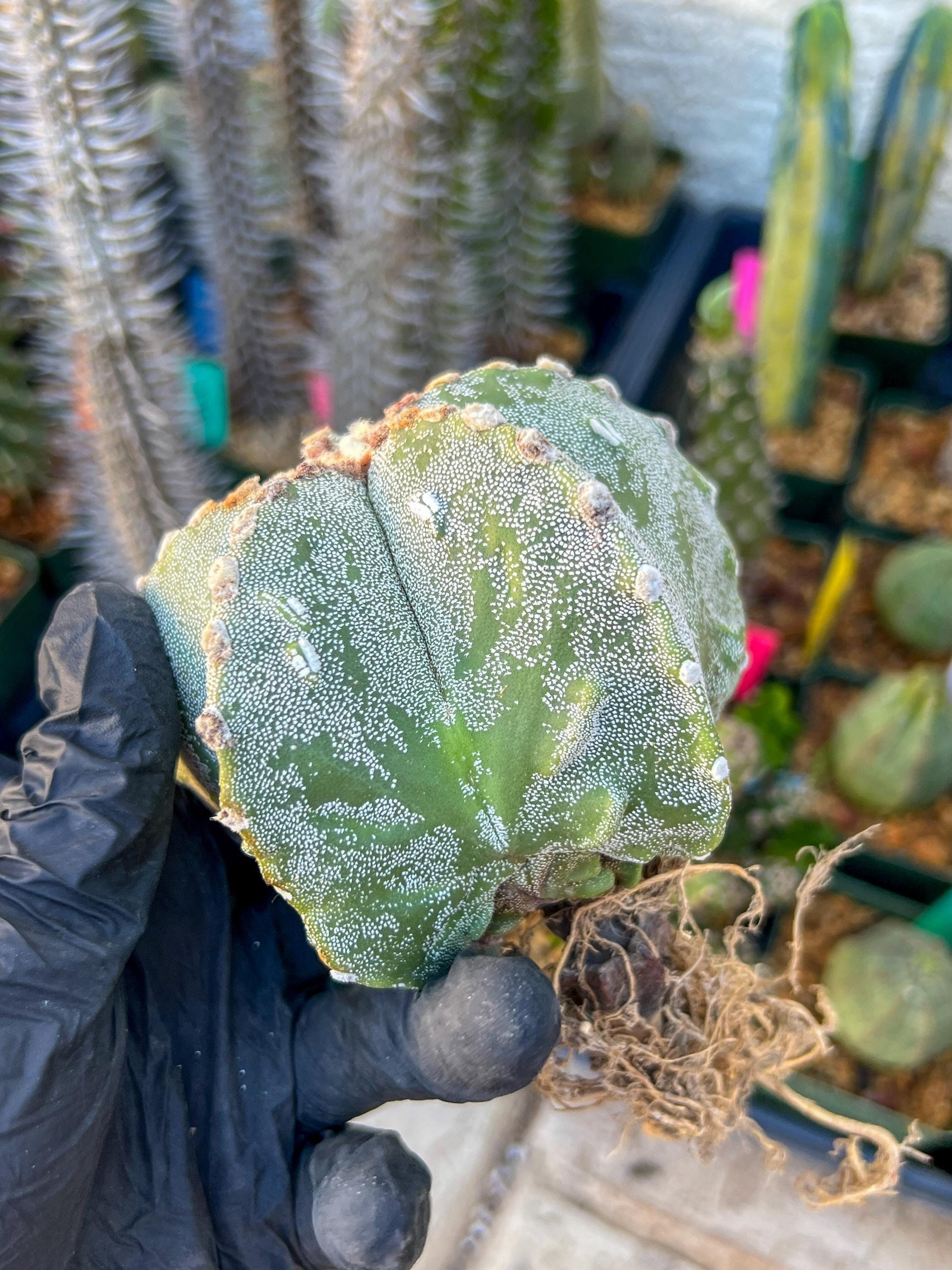 Astrophytum Medium size (Pink) | Imported Cactus