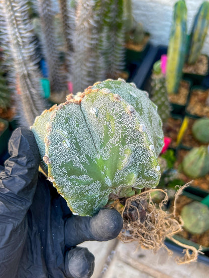 Astrophytum Medium size (Pink) | Imported Cactus