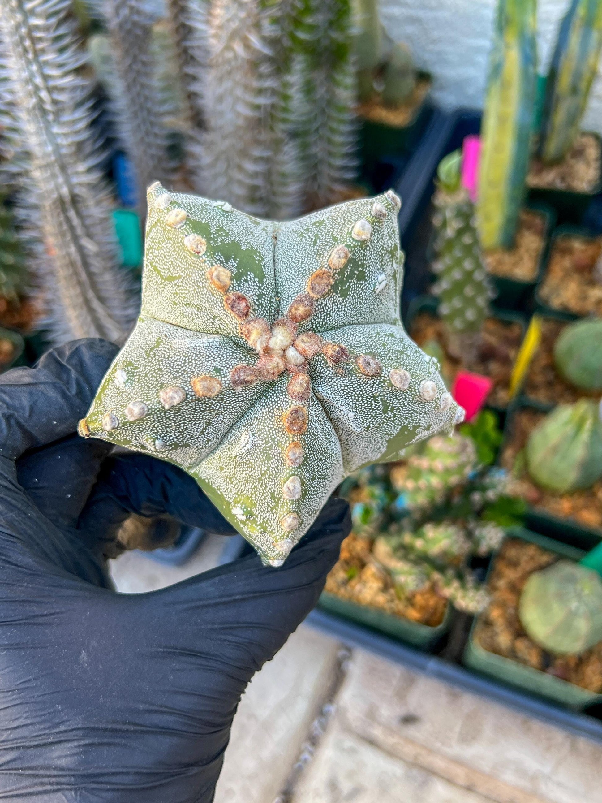 Astrophytum Medium size (Pink) | Imported Cactus