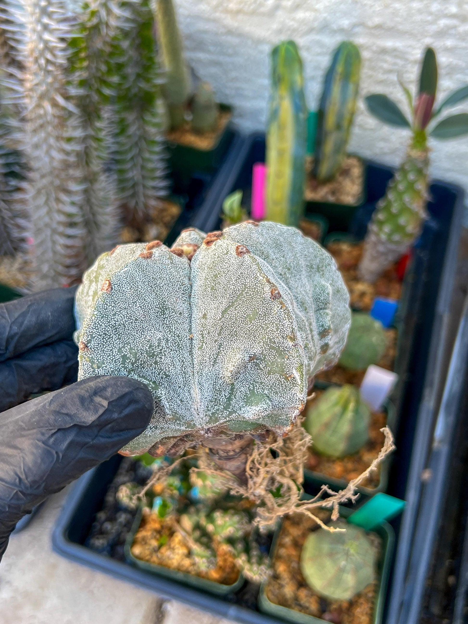 Astrophytum Medium size (Yellow) | Imported Cactus