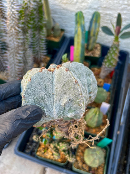 Astrophytum Medium size (Yellow) | Imported Cactus