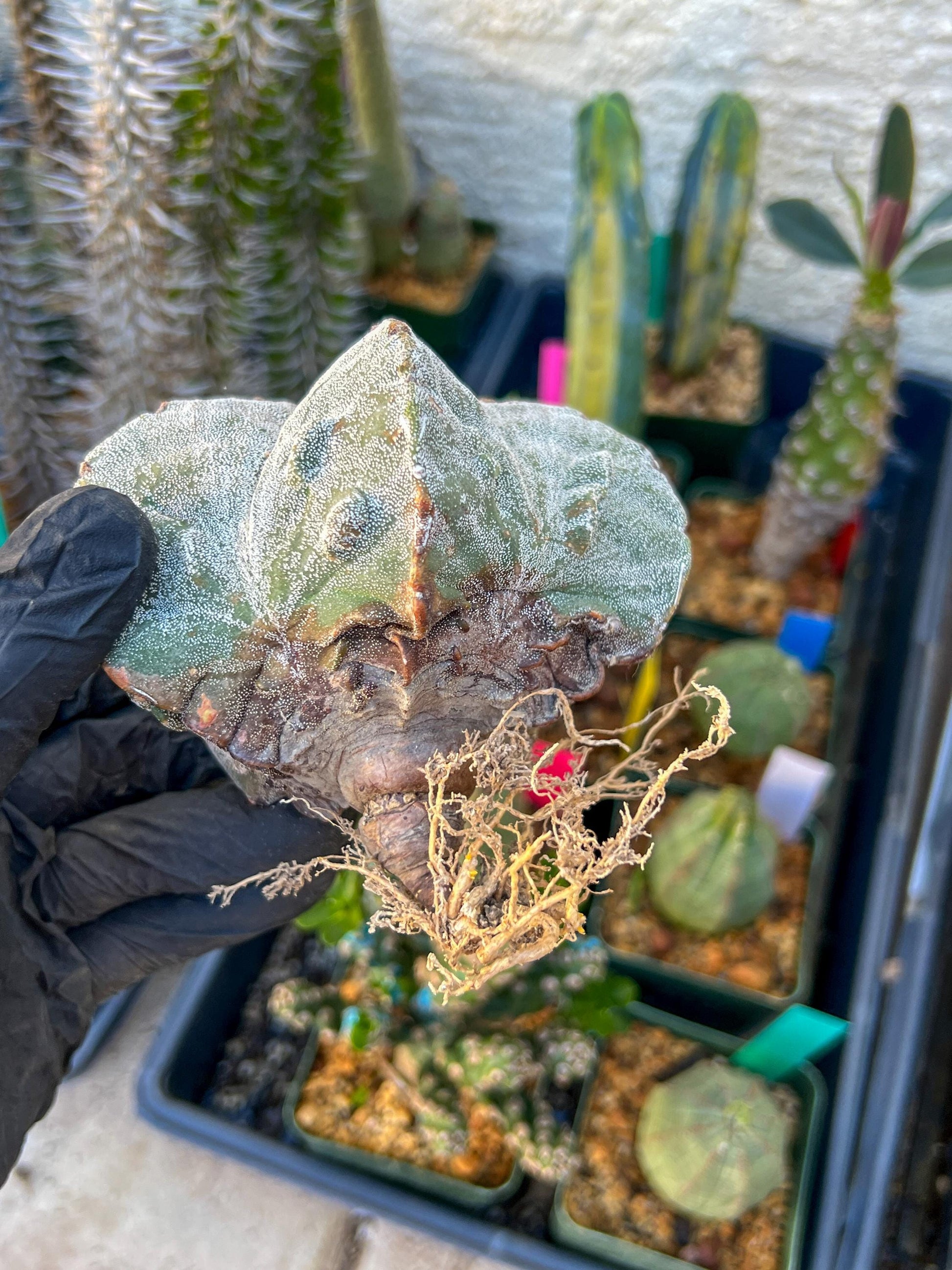 Astrophytum Medium size (Yellow) | Imported Cactus