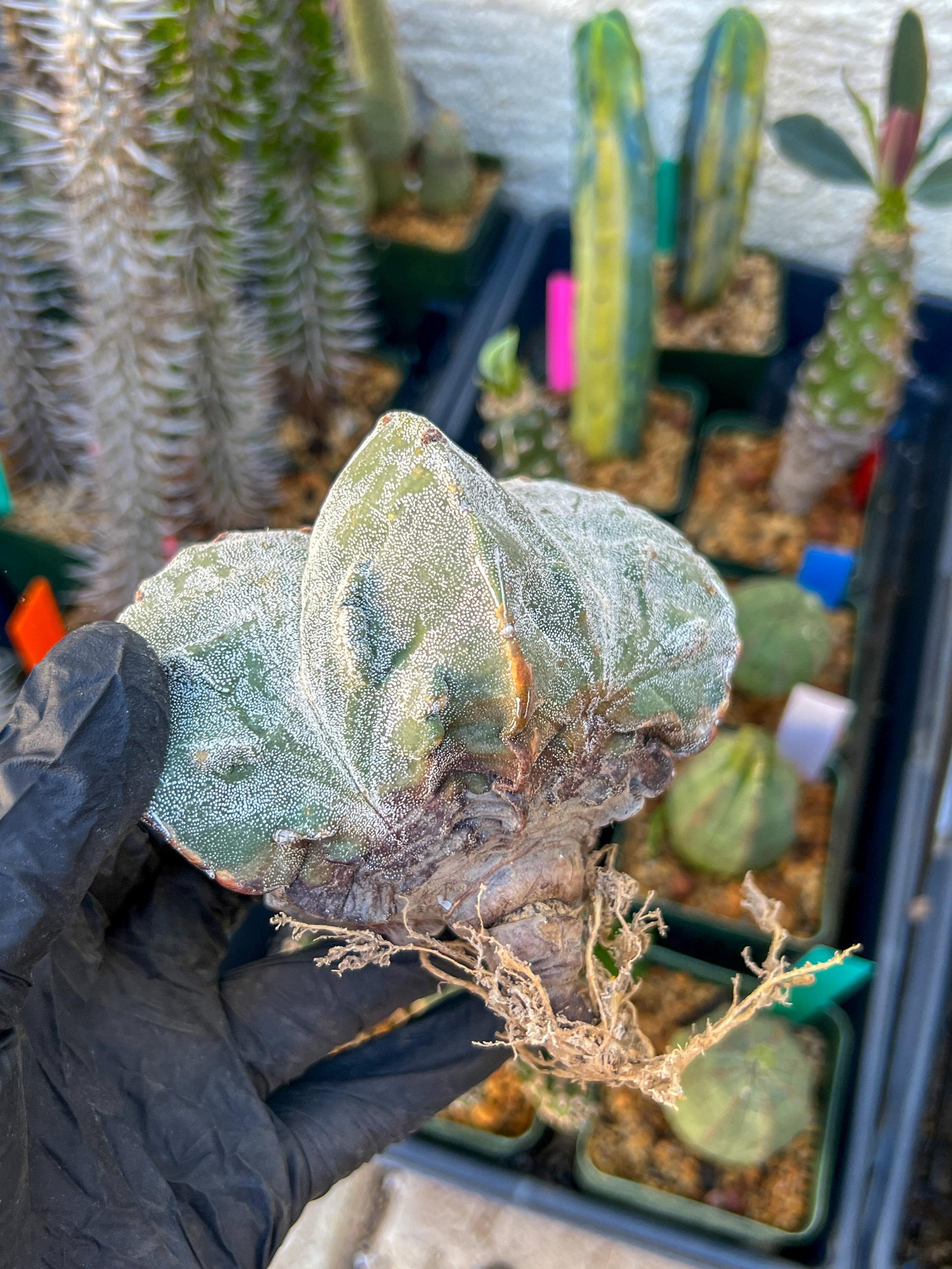 Astrophytum Medium size (Yellow) | Imported Cactus