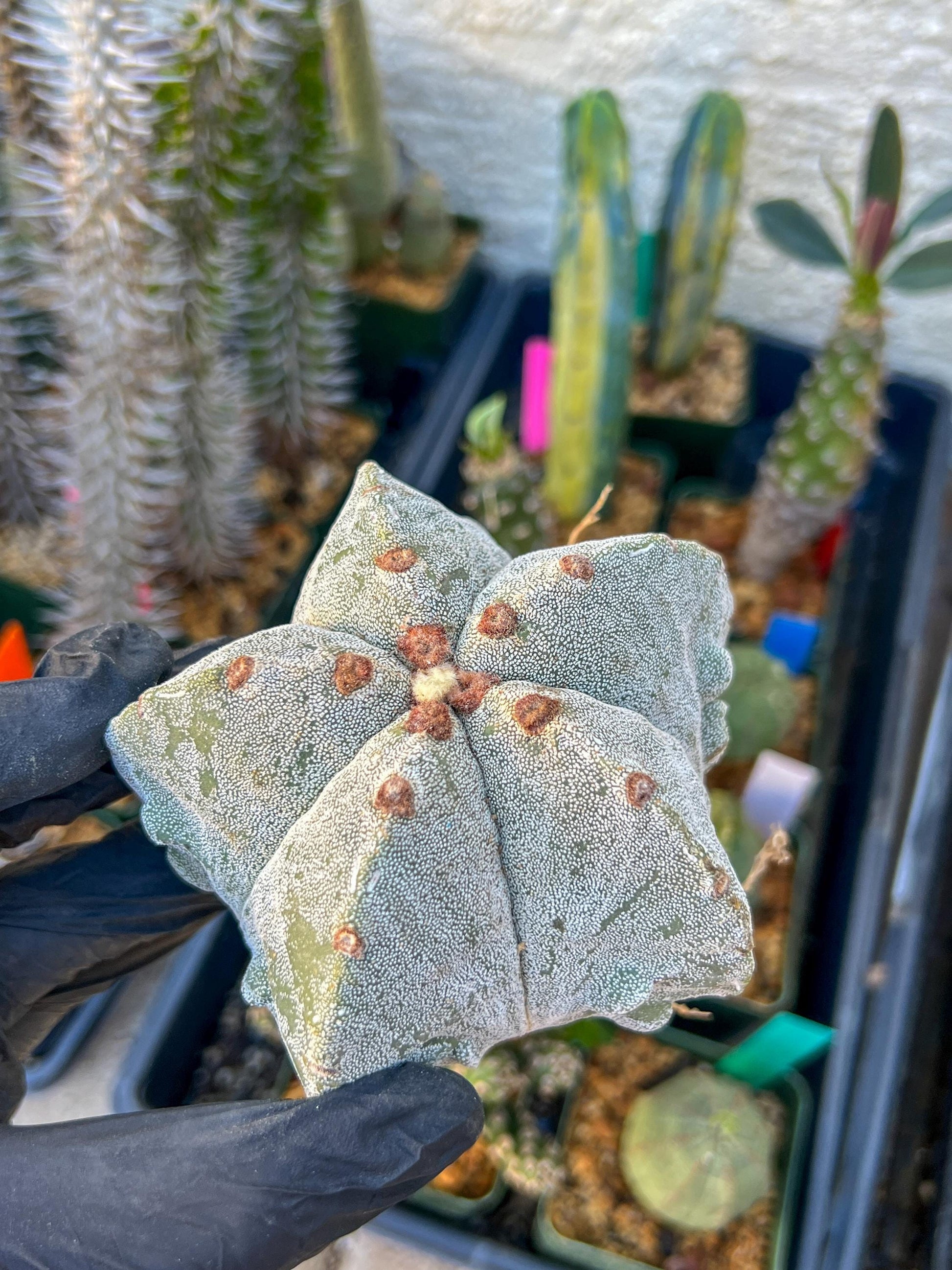 Astrophytum Medium size (Yellow) | Imported Cactus