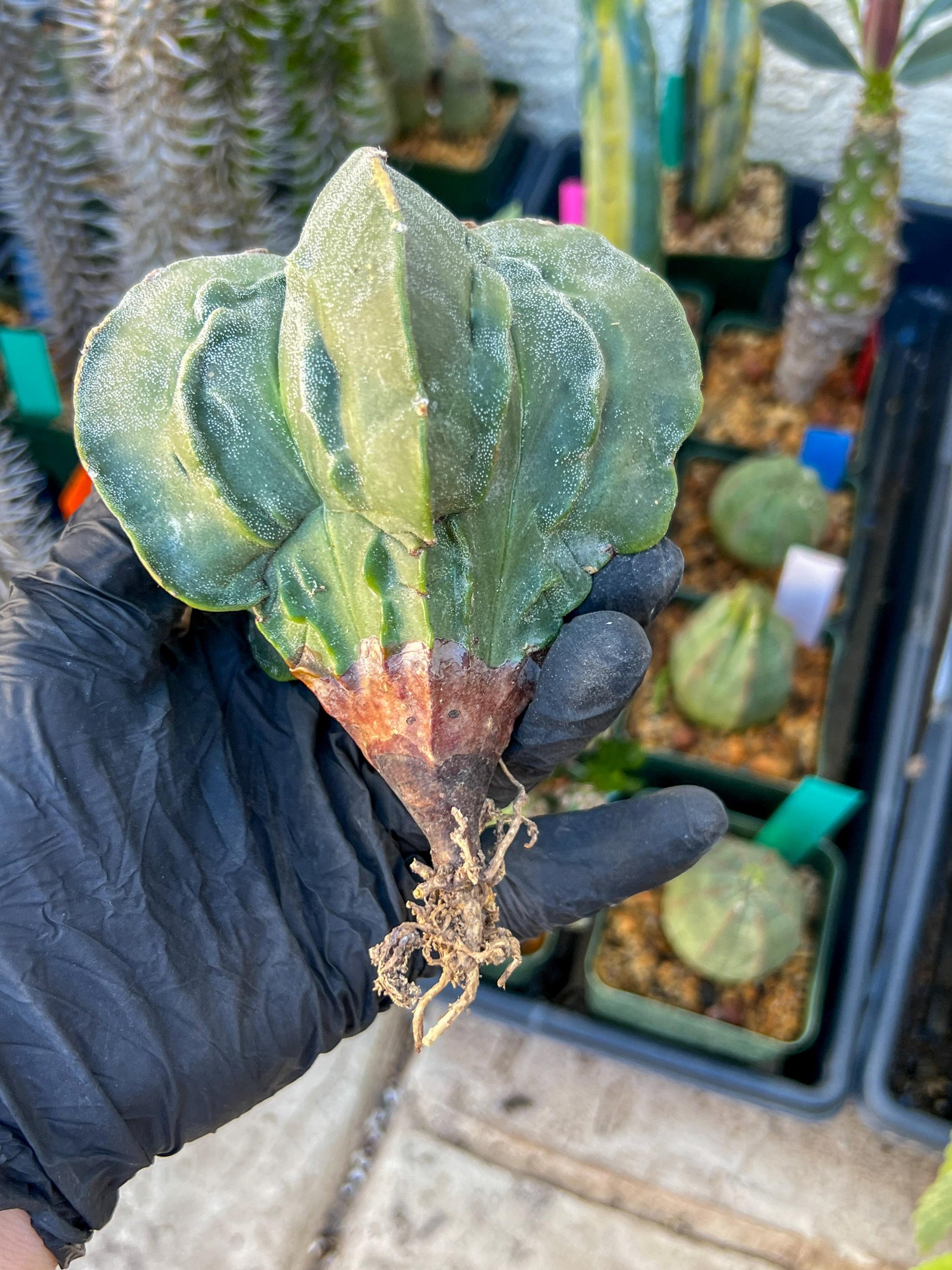 Astrophytum Medium size (Blue) | Imported Cactus