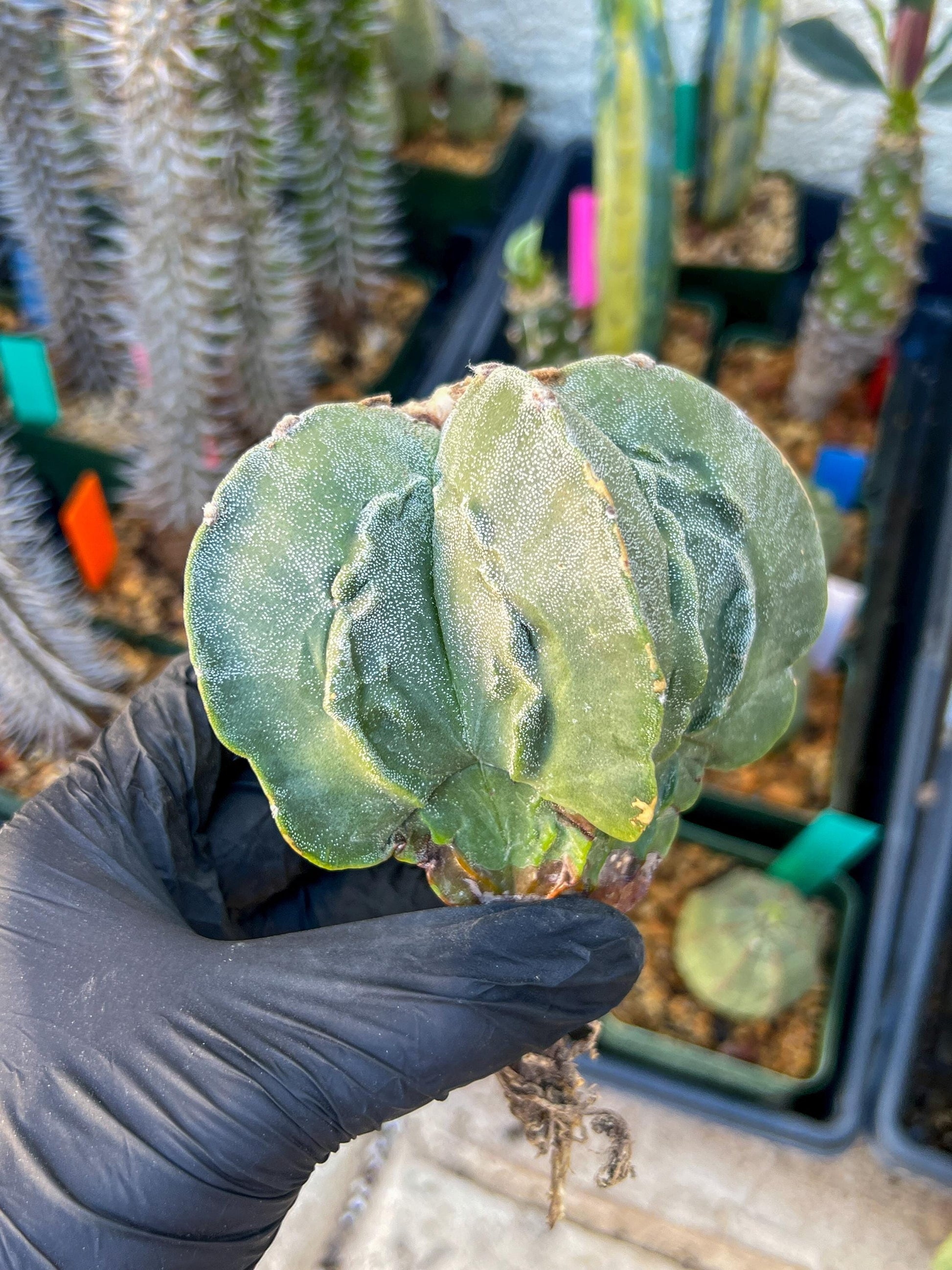 Astrophytum Medium size (Blue) | Imported Cactus