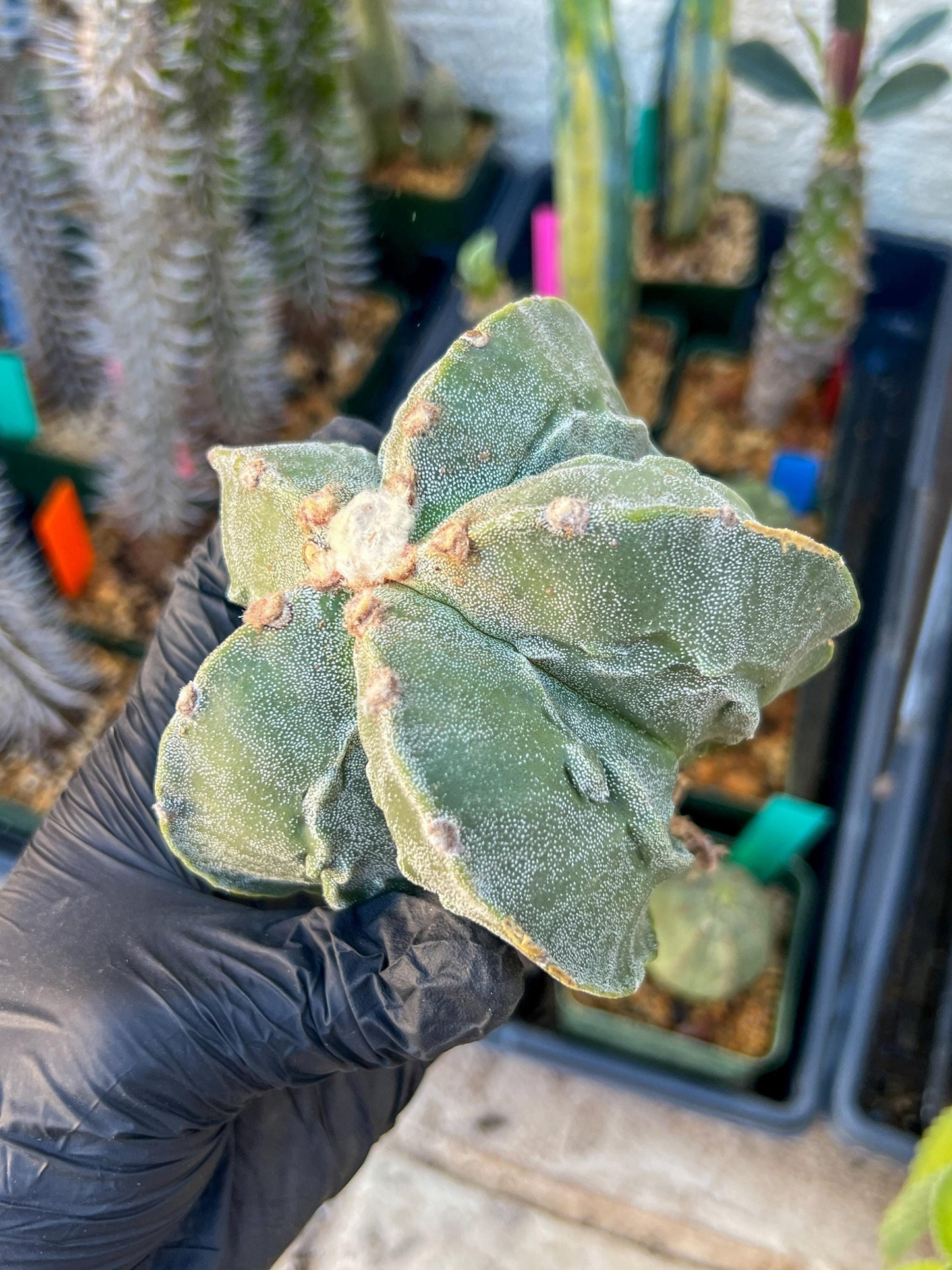 Astrophytum Medium size (Blue) | Imported Cactus