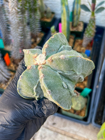 Astrophytum Medium size (Blue) | Imported Cactus