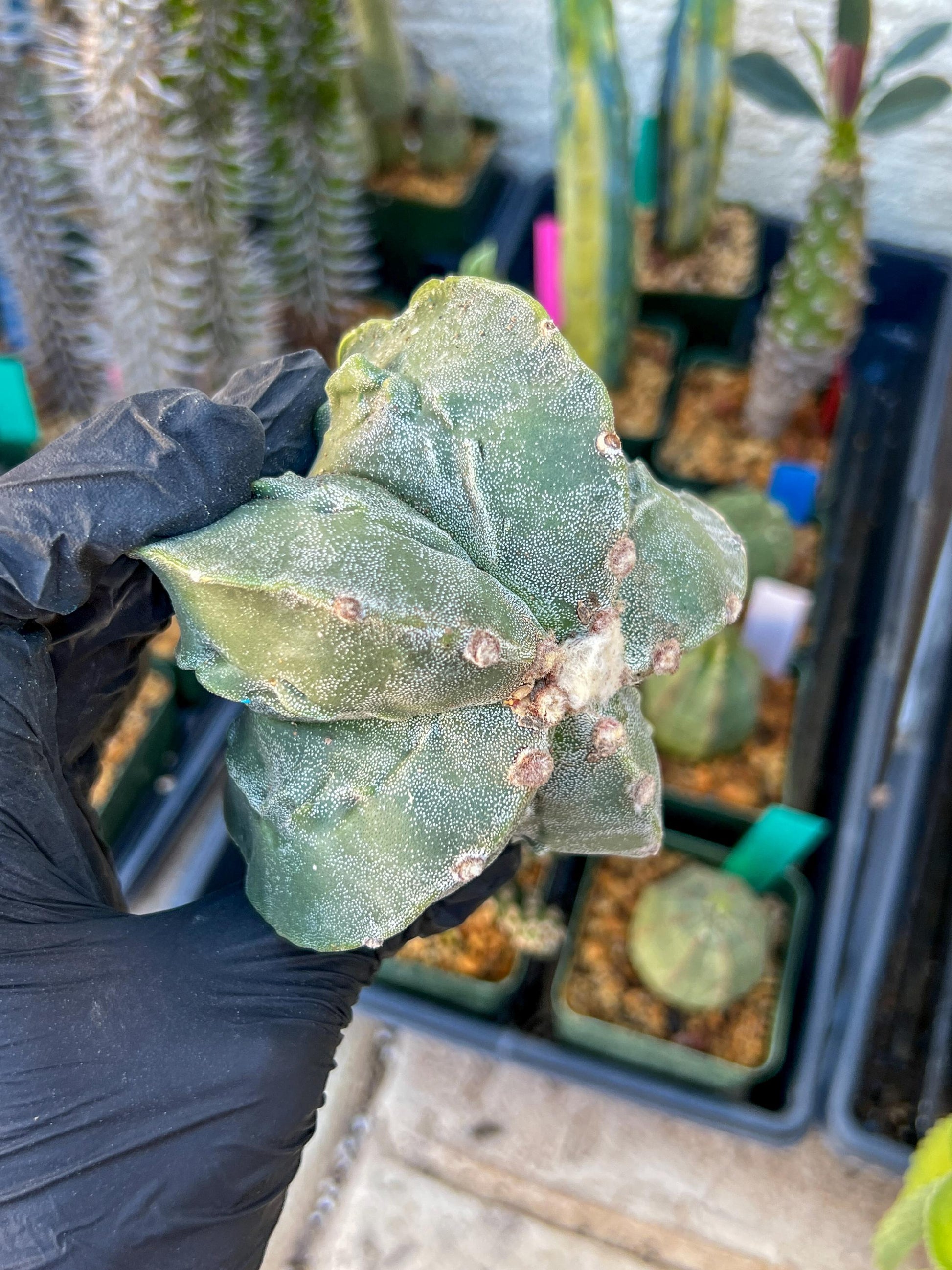 Astrophytum Medium size (Blue) | Imported Cactus