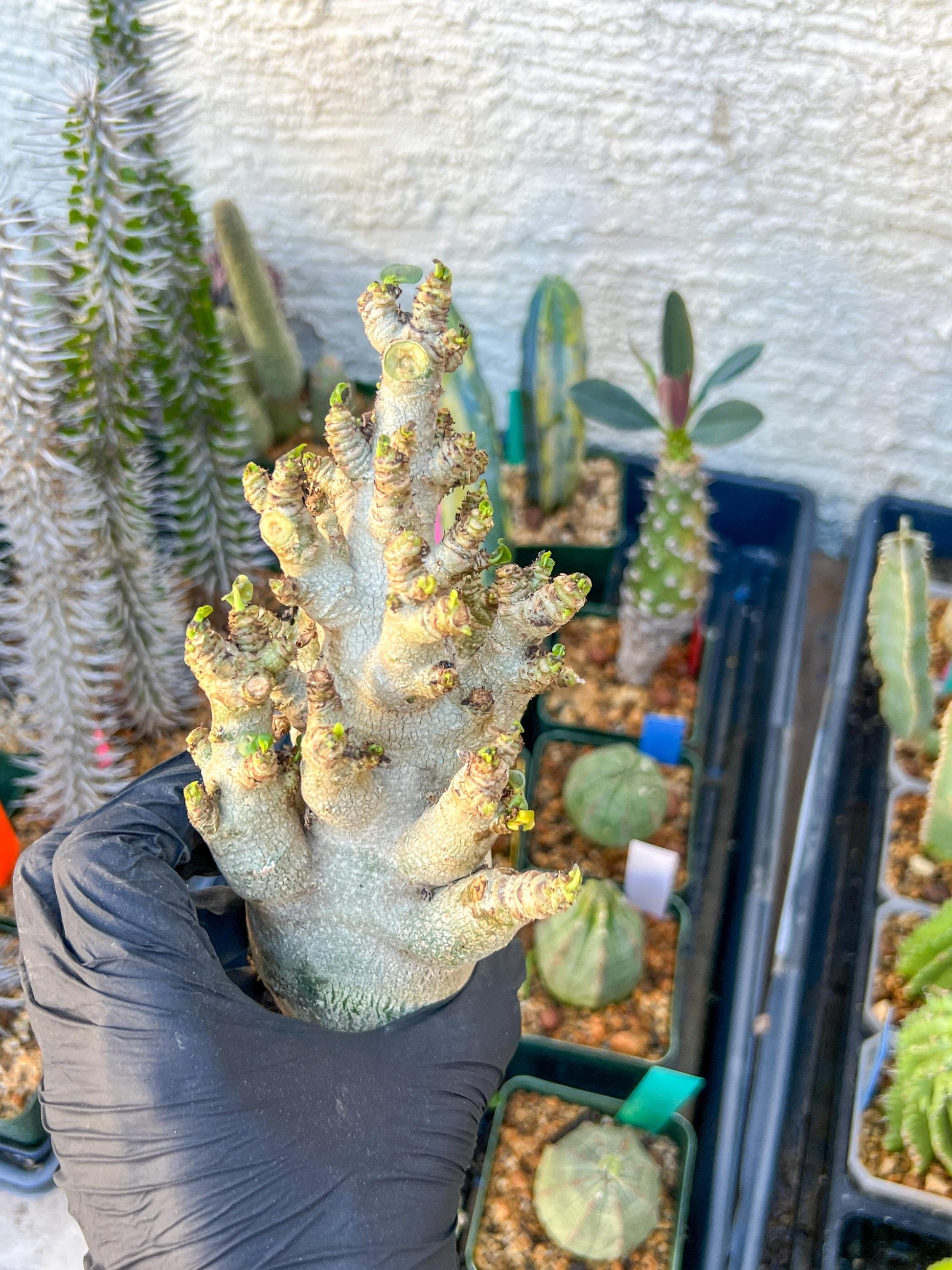 Adenium Arabicum (Blue) | Imported Desert Rose | Exotic Rare Plant