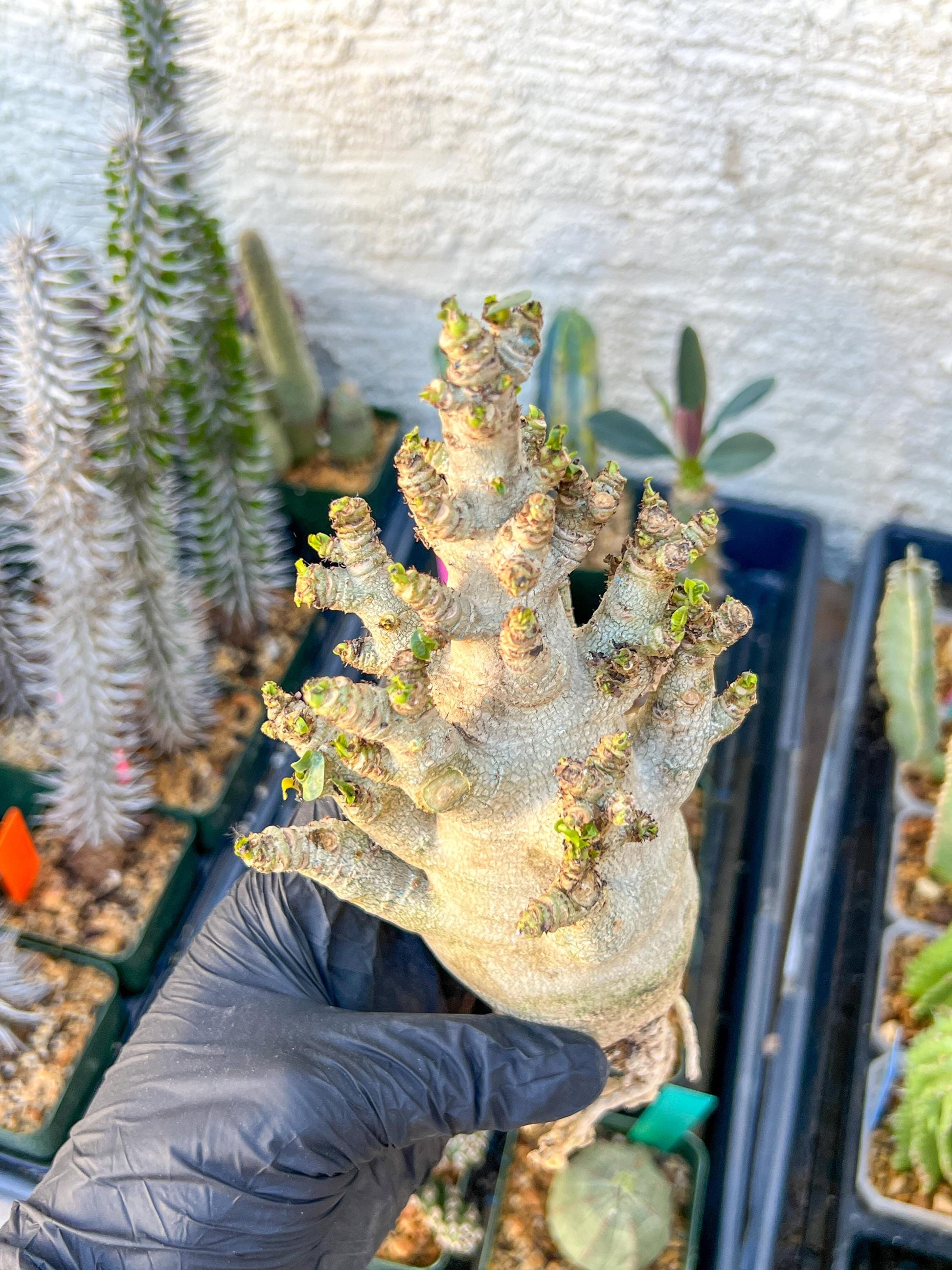 Adenium Arabicum (Blue) | Imported Desert Rose | Exotic Rare Plant