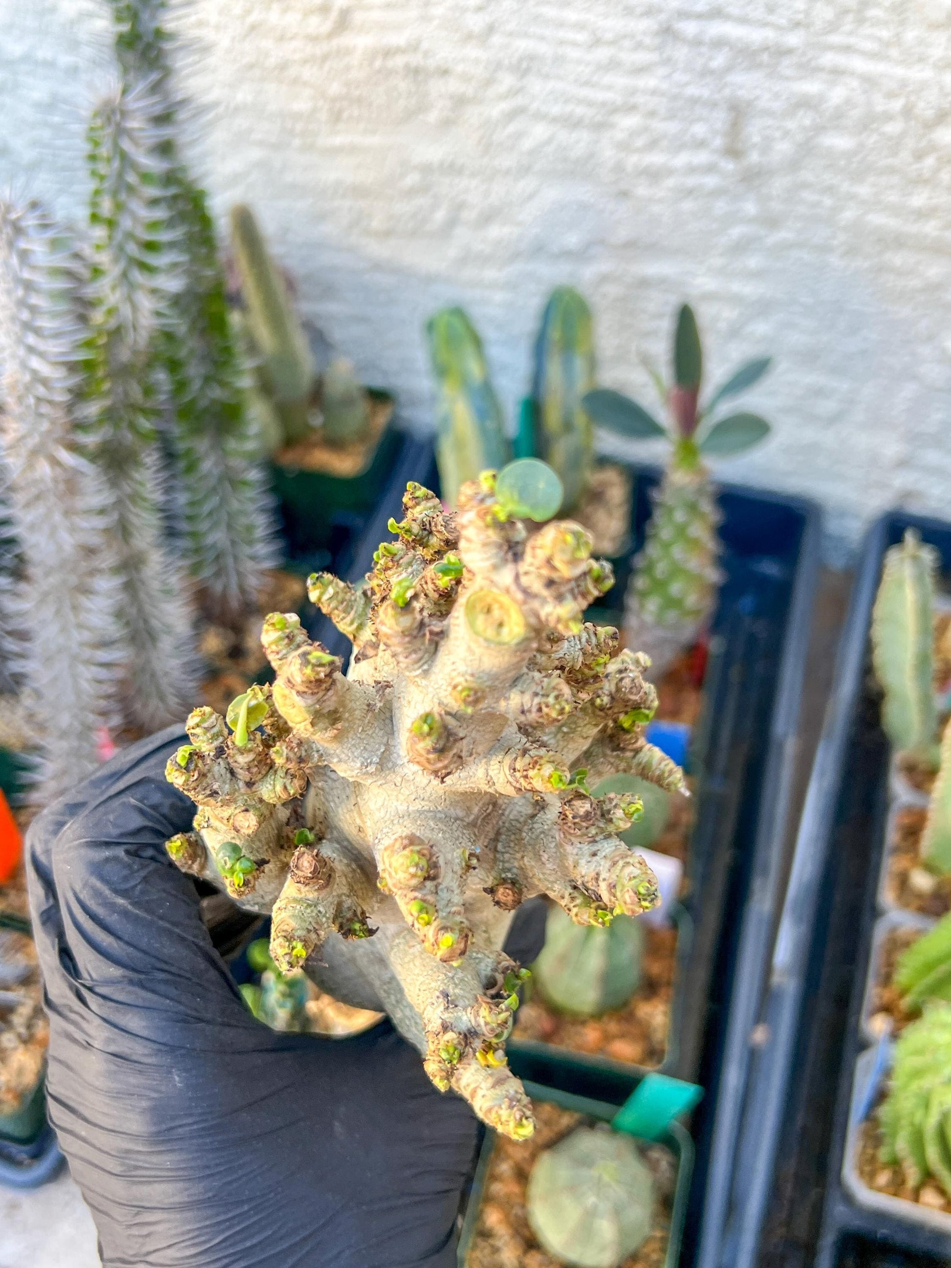 Adenium Arabicum (Blue) | Imported Desert Rose | Exotic Rare Plant