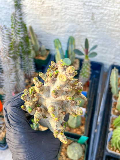 Adenium Arabicum (Blue) | Imported Desert Rose | Exotic Rare Plant