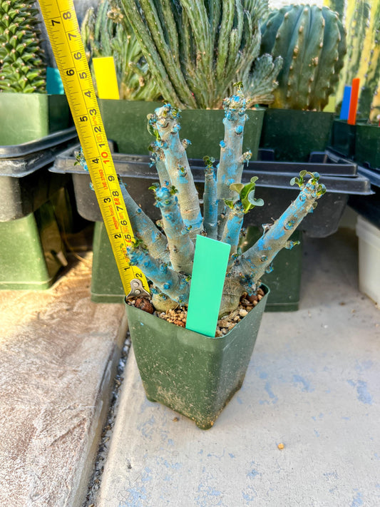 Adenium Arabicum (Green) | Imported Desert Rose | Exotic Rare Plant