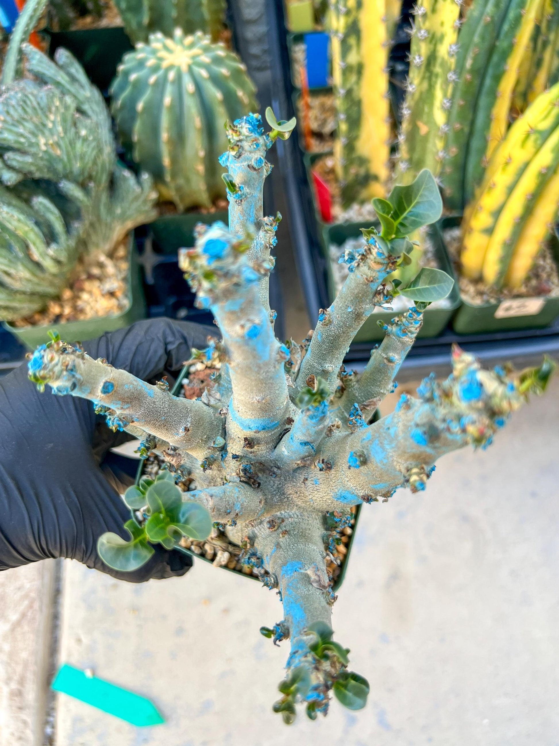 Adenium Arabicum (Green) | Imported Desert Rose | Exotic Rare Plant