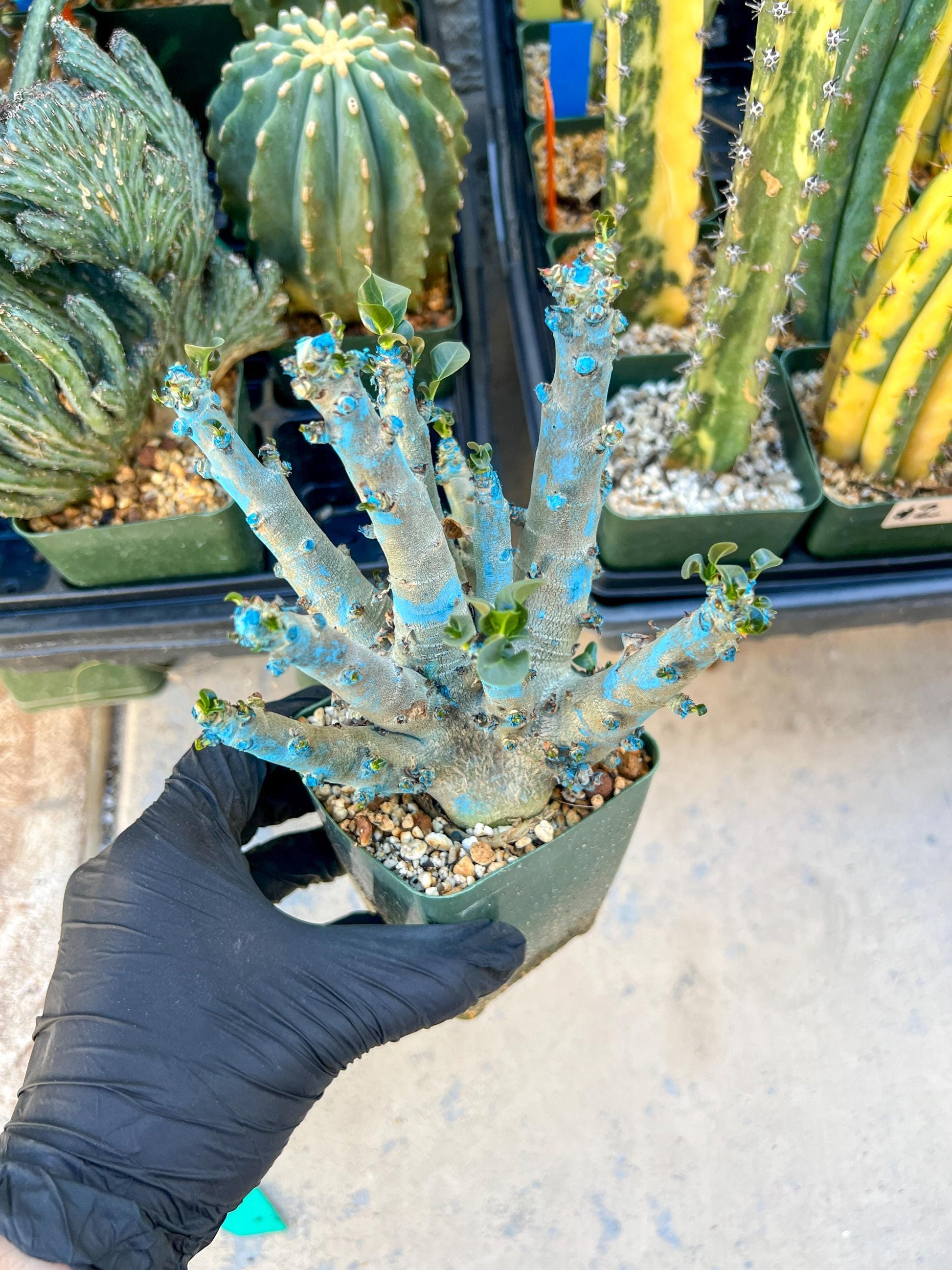 Adenium Arabicum (Green) | Imported Desert Rose | Exotic Rare Plant