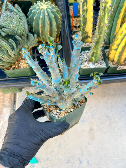 Adenium Arabicum (Green) | Imported Desert Rose | Exotic Rare Plant