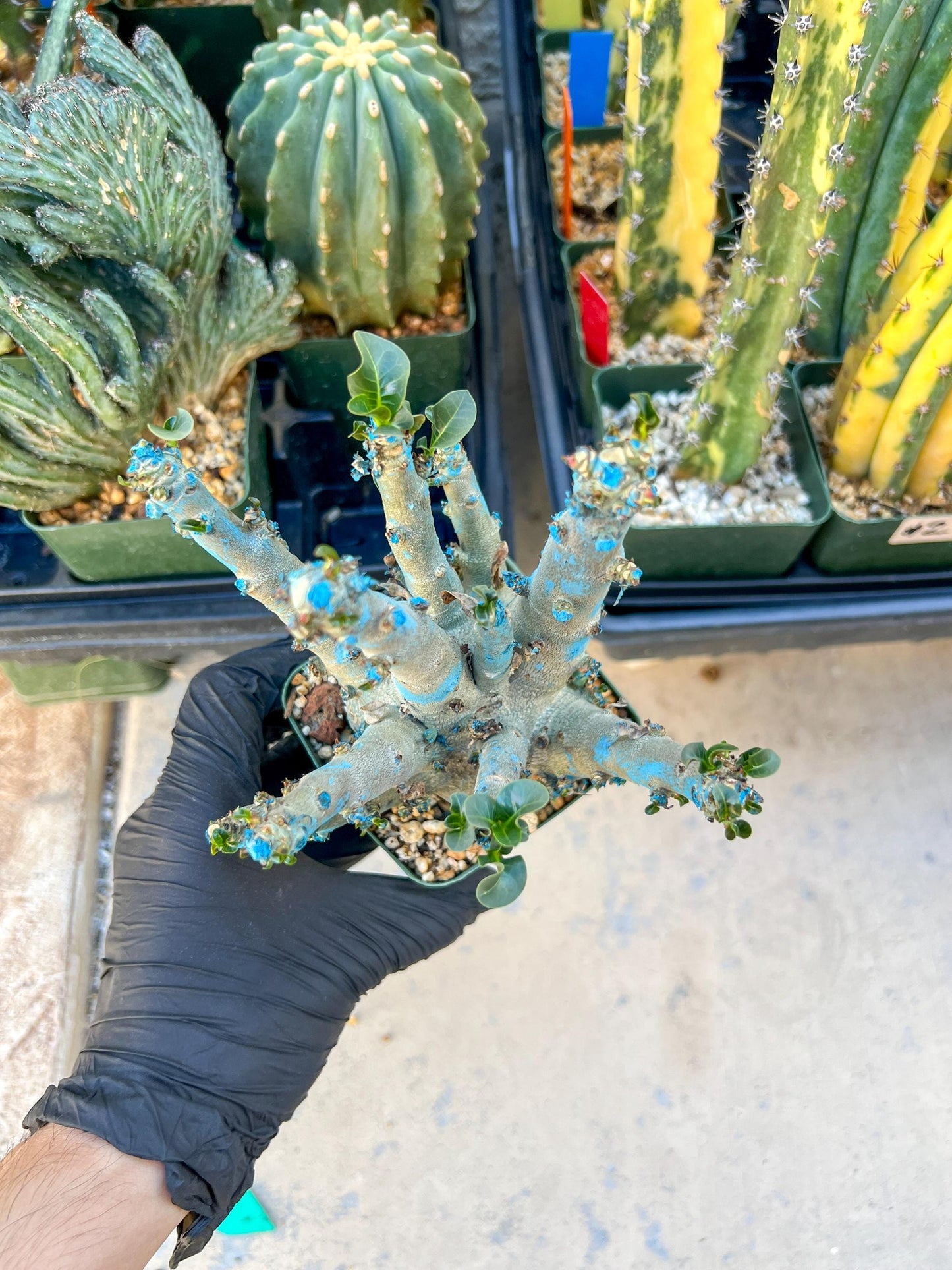 Adenium Arabicum (Green) | Imported Desert Rose | Exotic Rare Plant