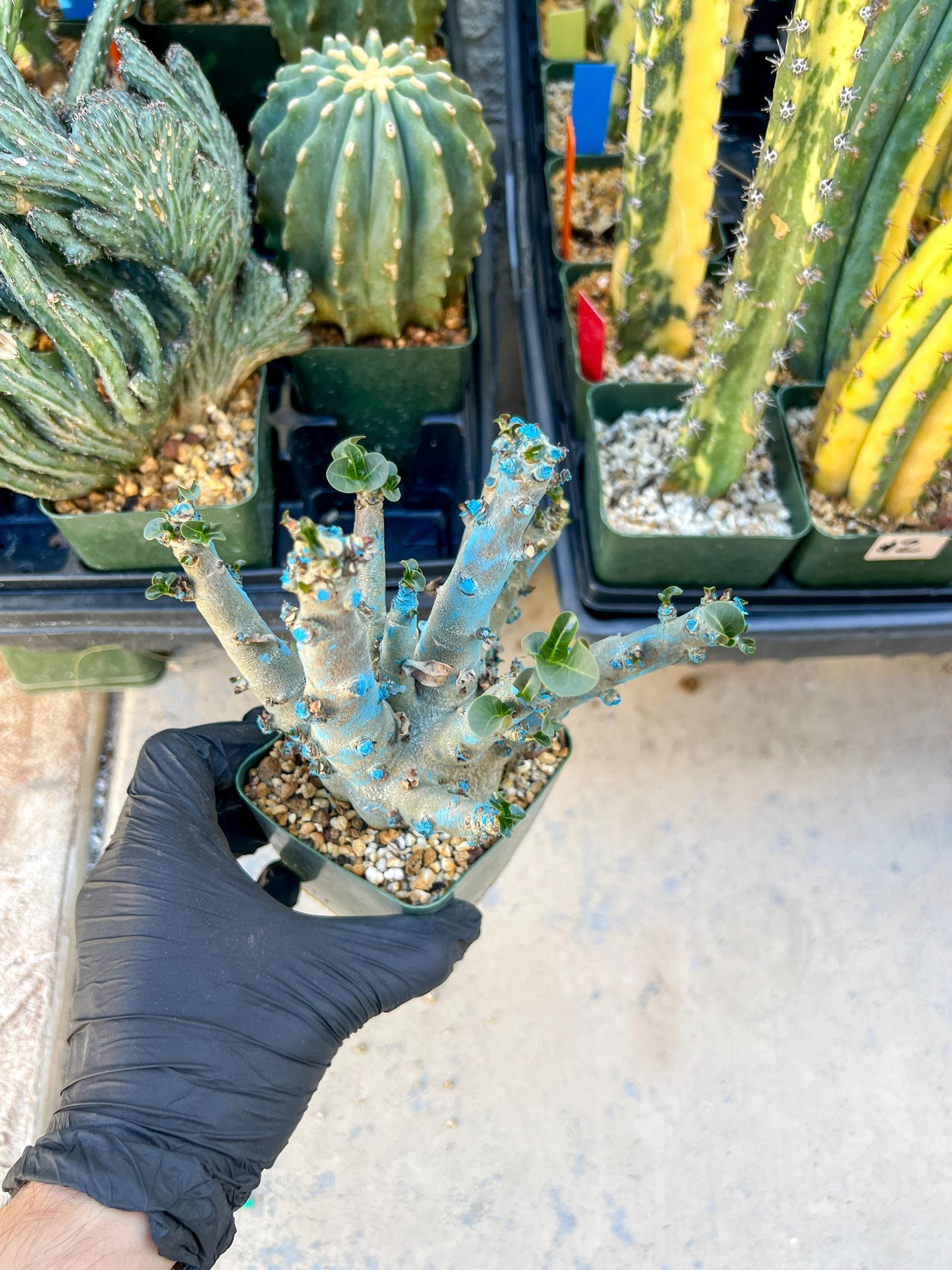 Adenium Arabicum (Green) | Imported Desert Rose | Exotic Rare Plant