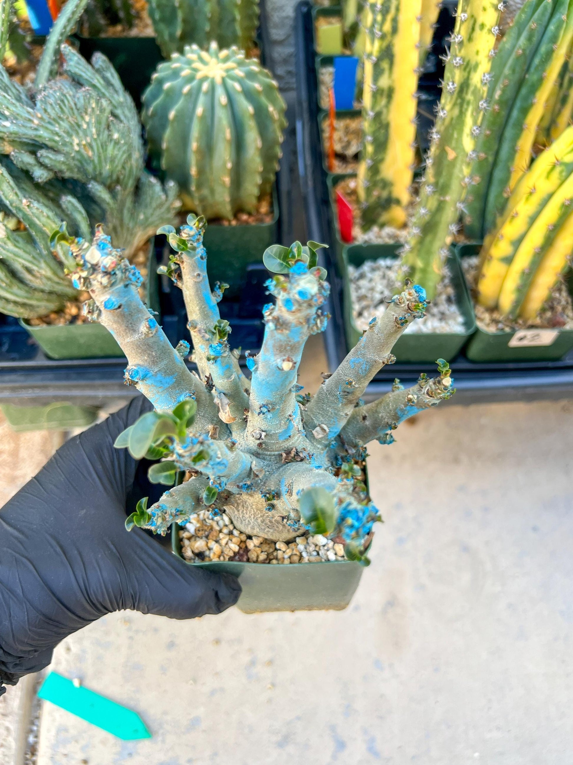Adenium Arabicum (Green) | Imported Desert Rose | Exotic Rare Plant