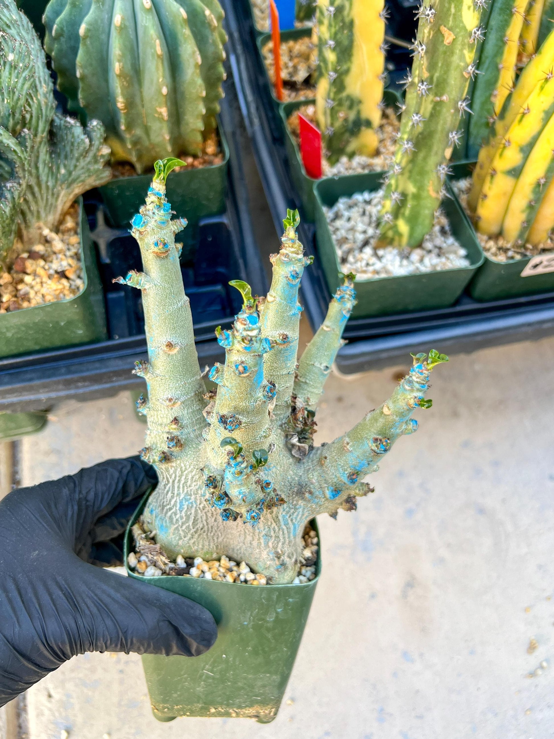 Adenium Arabicum (Yellow) | Imported Desert Rose | Exotic Rare Plant