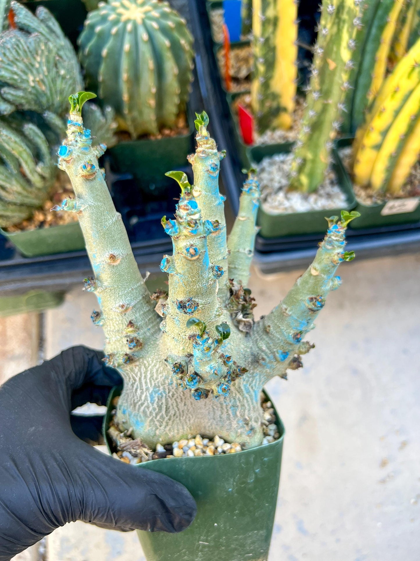 Adenium Arabicum (Yellow) | Imported Desert Rose | Exotic Rare Plant