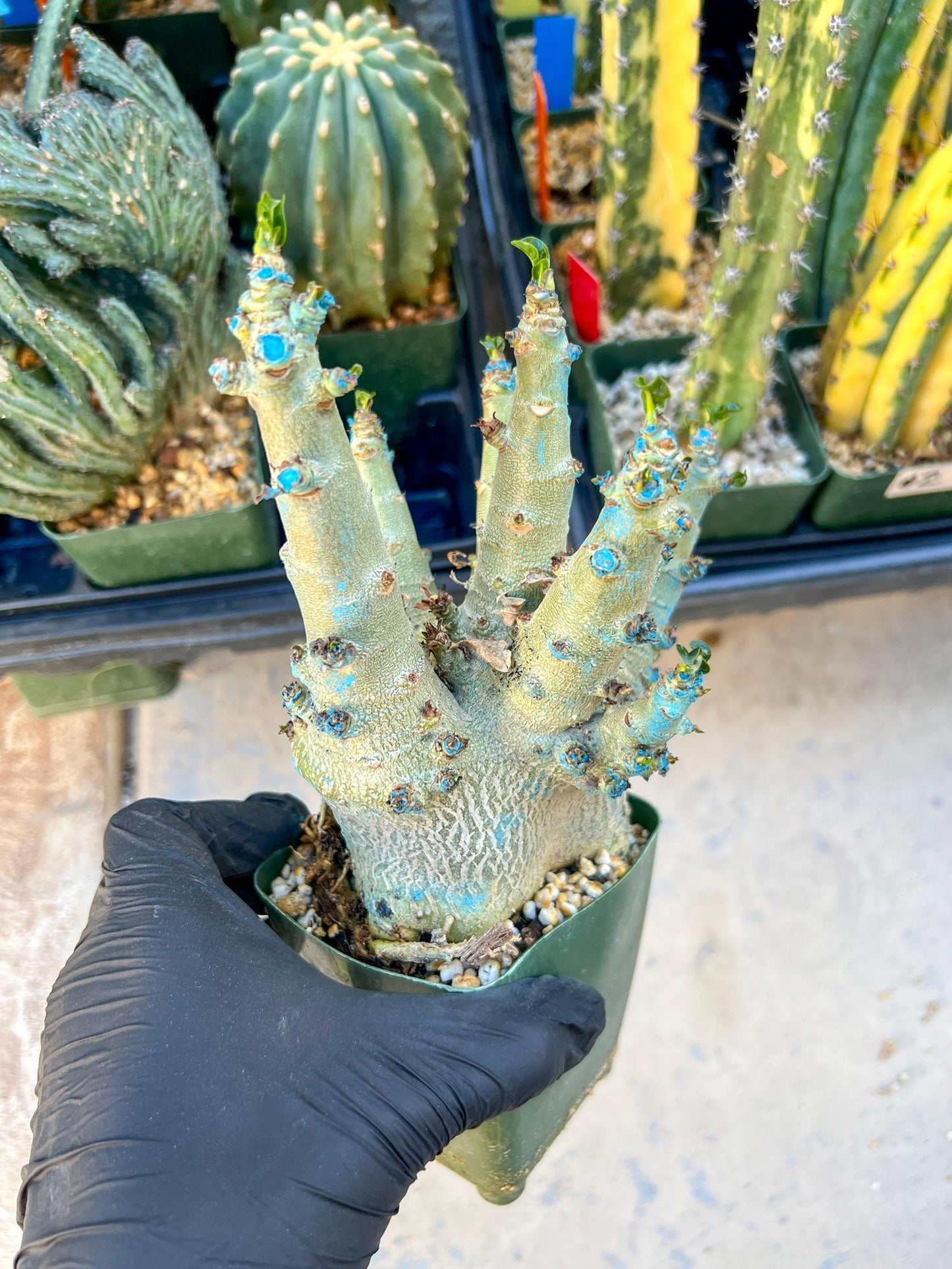 Adenium Arabicum (Yellow) | Imported Desert Rose | Exotic Rare Plant
