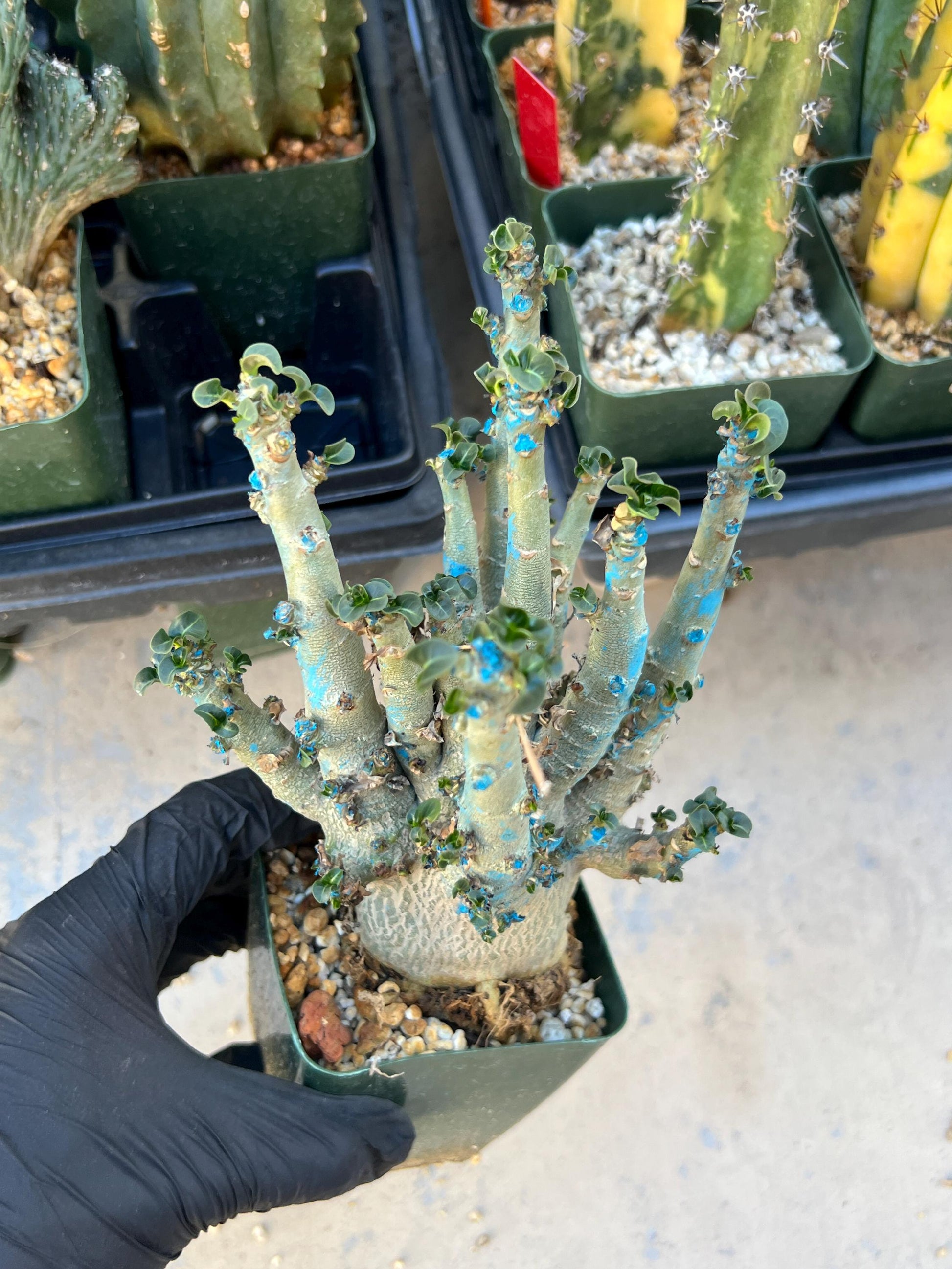 Adenium Arabicum (Red) | Imported Desert Rose | Exotic Rare Plant