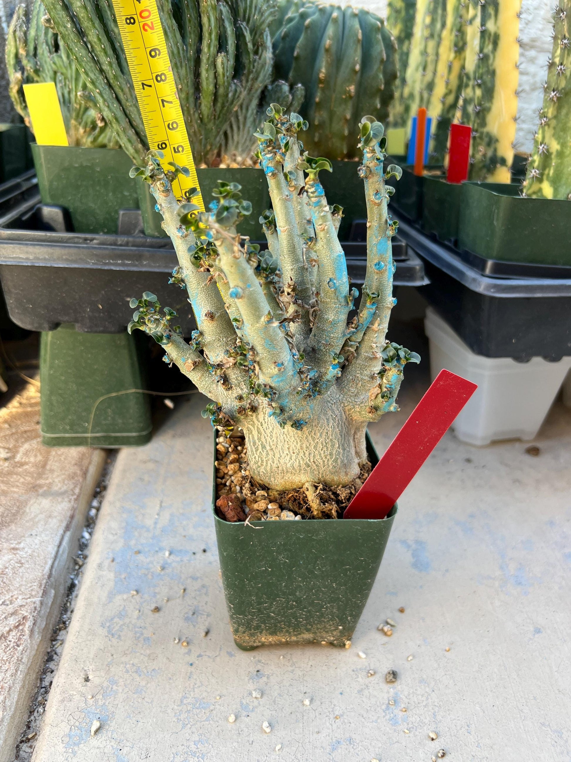 Adenium Arabicum (Red) | Imported Desert Rose | Exotic Rare Plant