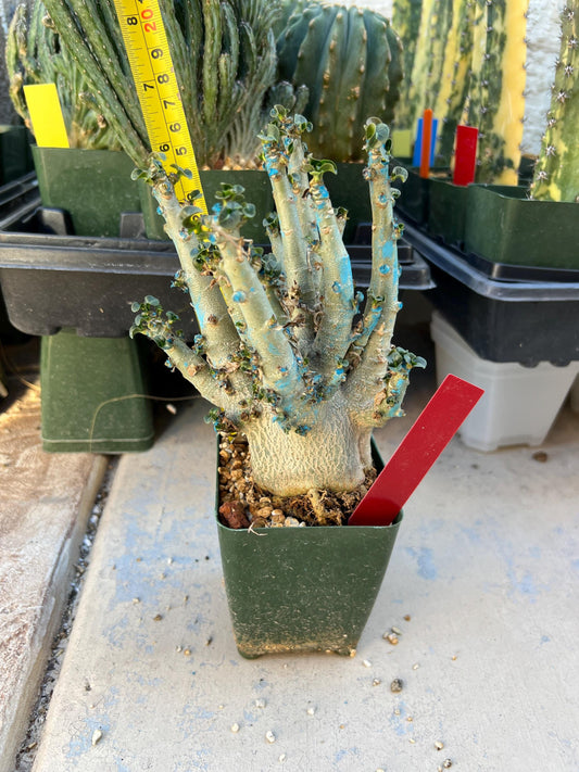 Adenium Arabicum (Red) | Imported Desert Rose | Exotic Rare Plant