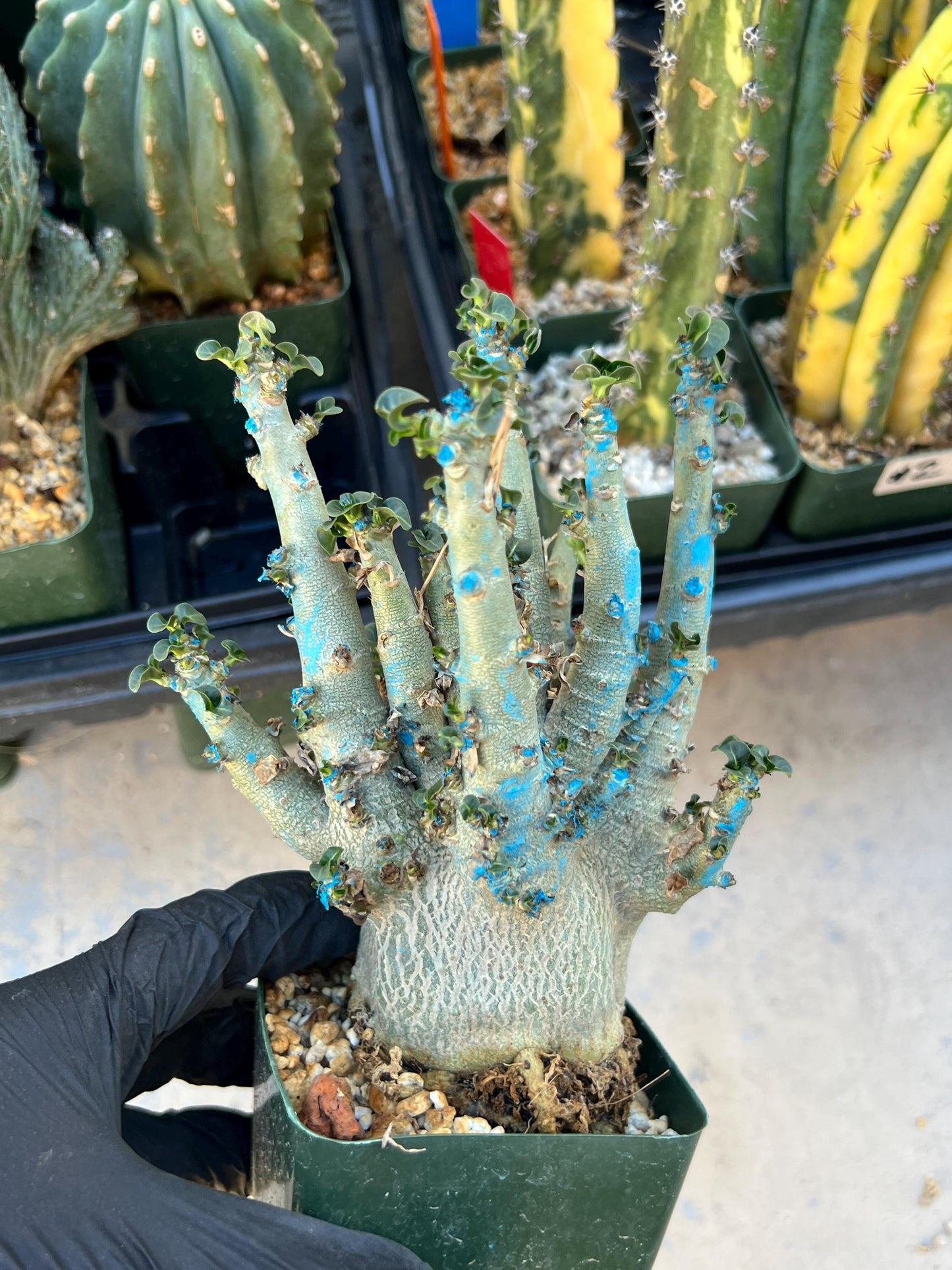 Adenium Arabicum (Red) | Imported Desert Rose | Exotic Rare Plant