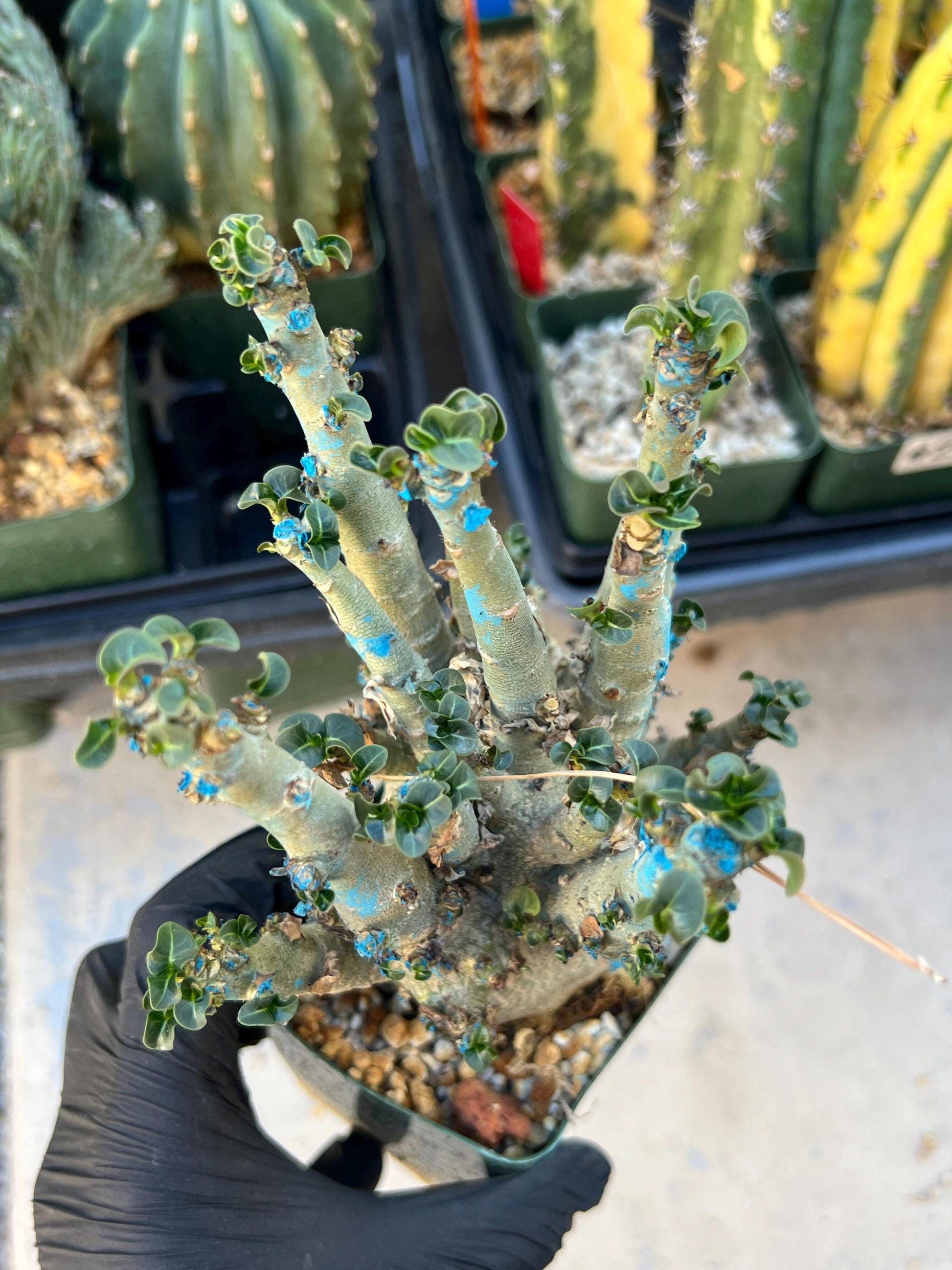 Adenium Arabicum (Red) | Imported Desert Rose | Exotic Rare Plant