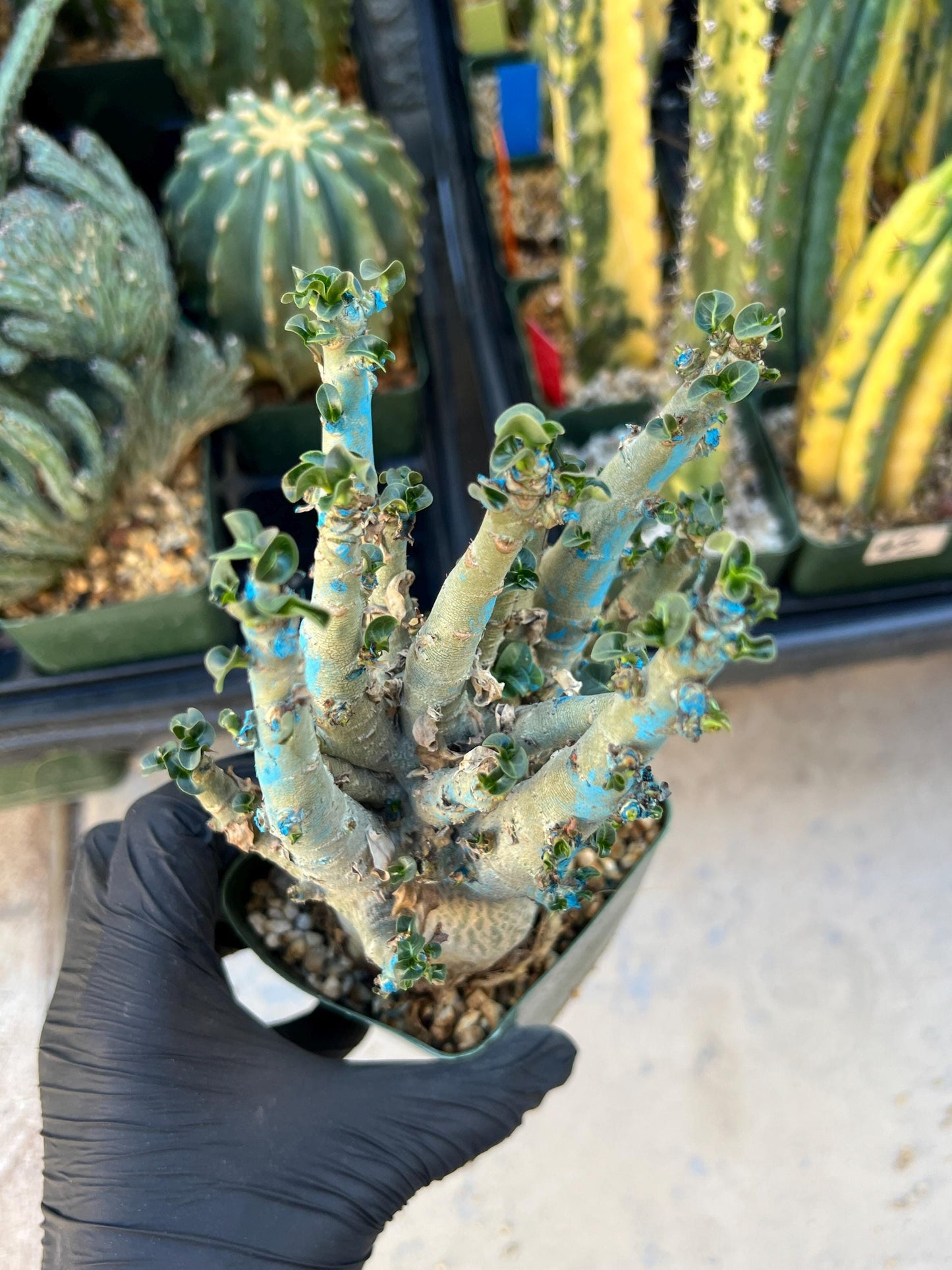 Adenium Arabicum (Red) | Imported Desert Rose | Exotic Rare Plant