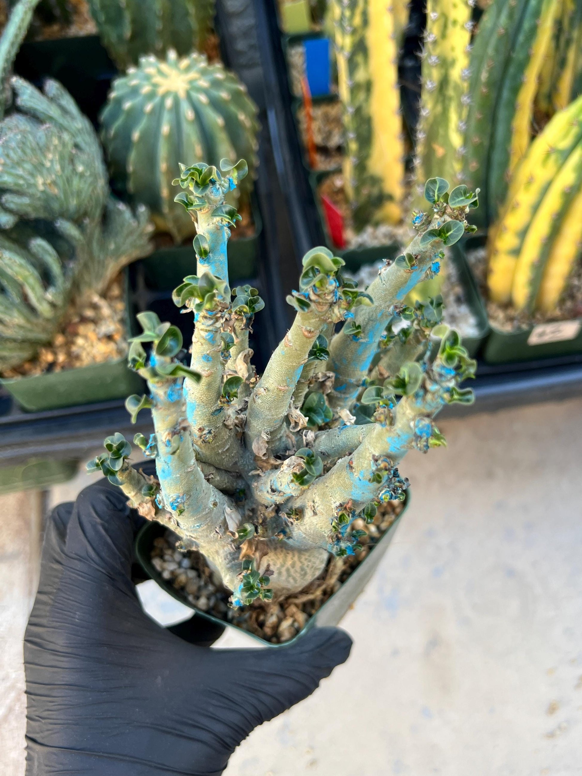 Adenium Arabicum (Red) | Imported Desert Rose | Exotic Rare Plant