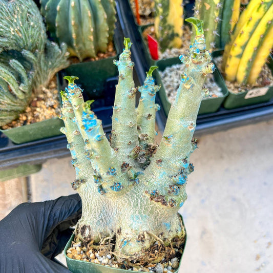 Adenium Arabicum (Yellow) | Imported Desert Rose | Exotic Rare Plant