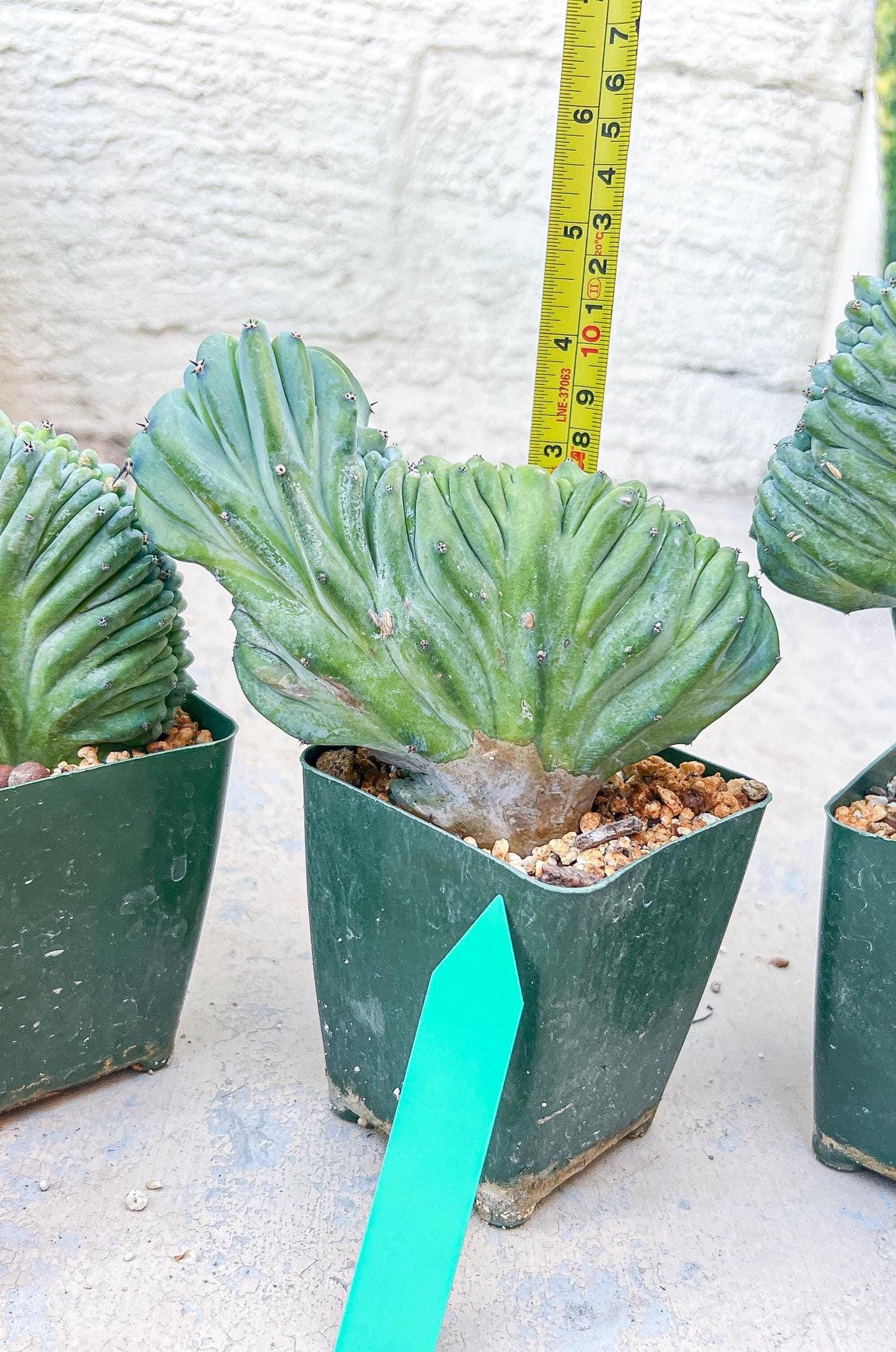 Myrtillocactus Geometrizans Crested (Green) | Imported Cactus