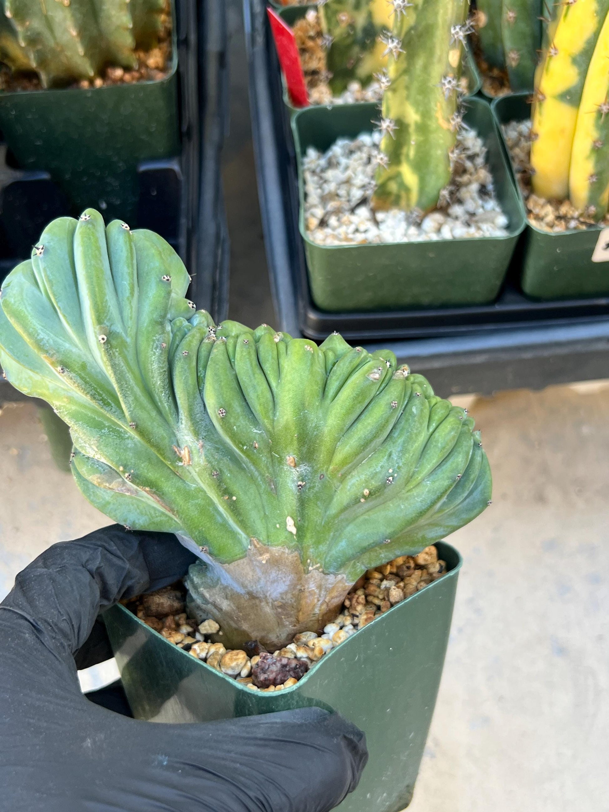 Myrtillocactus Geometrizans Crested (Green) | Imported Cactus