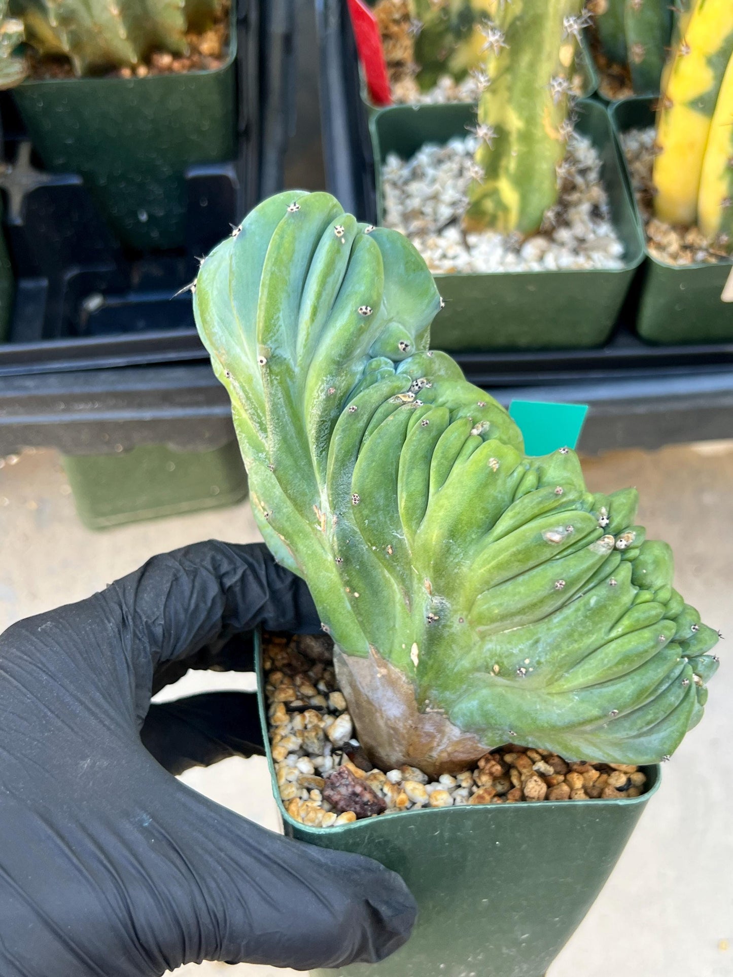 Myrtillocactus Geometrizans Crested (Green) | Imported Cactus